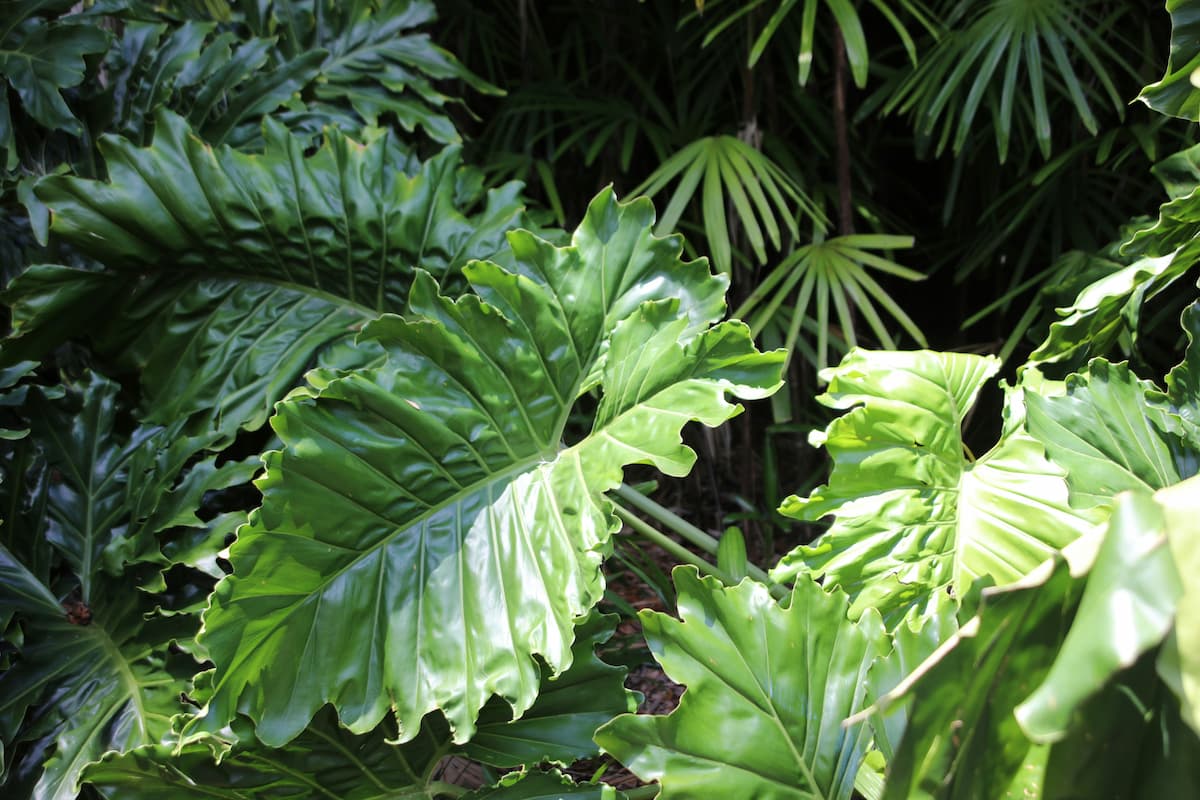 Alocasia pflegen – Die Elefantenohr-Pflanze