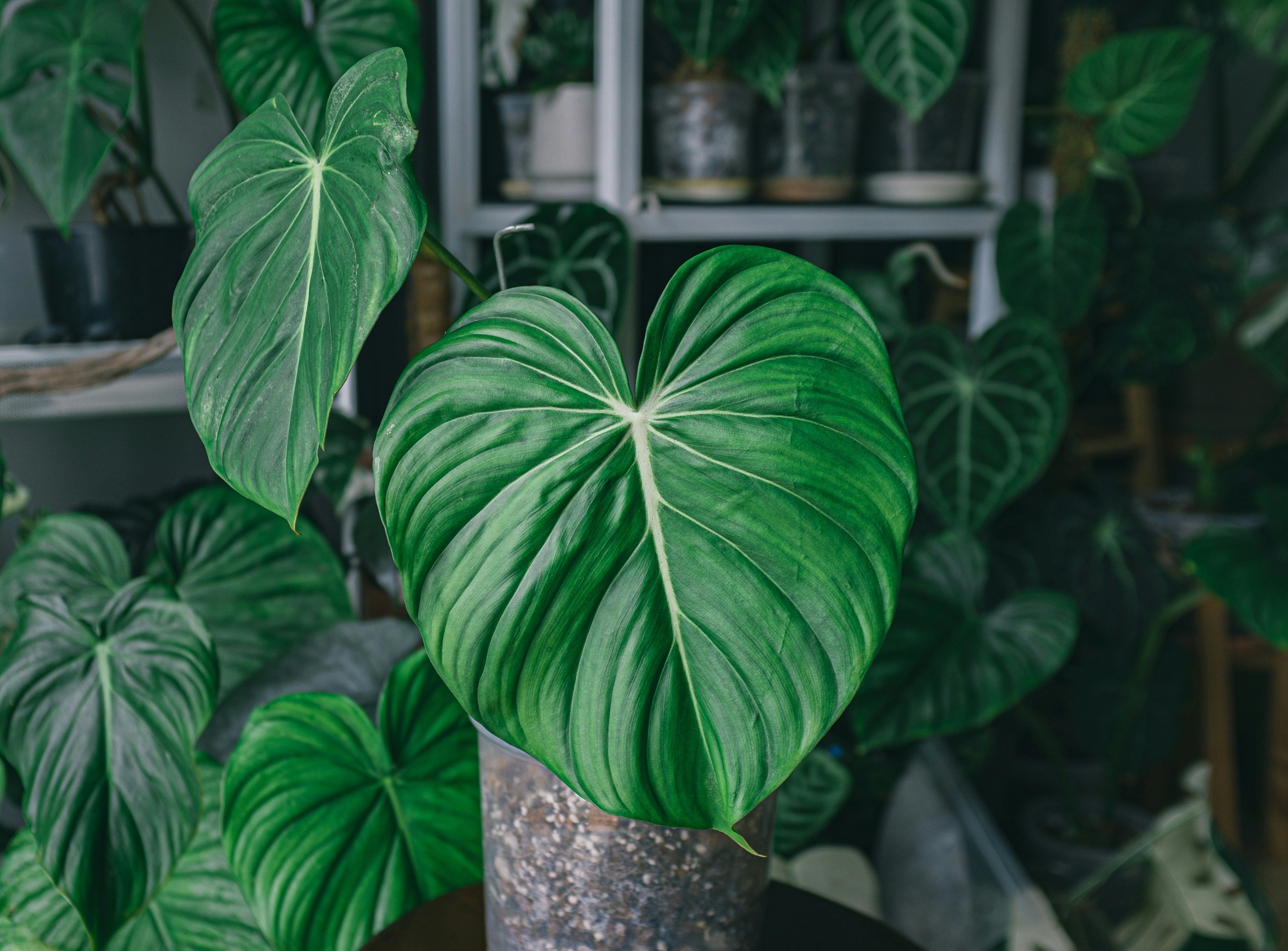 Philodendron pflegen – Der Baumfreund im Wohnzimmer