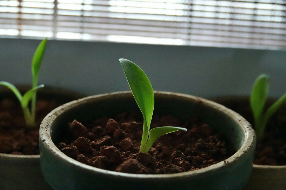 Stecklinge & Rhizome einwurzeln – So gelingt der Start