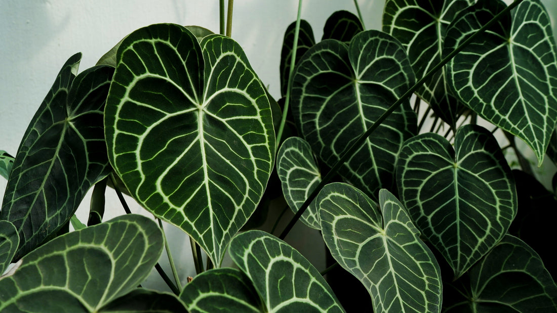 Anthurium pflegen – Flamingoblume & Samtblätter