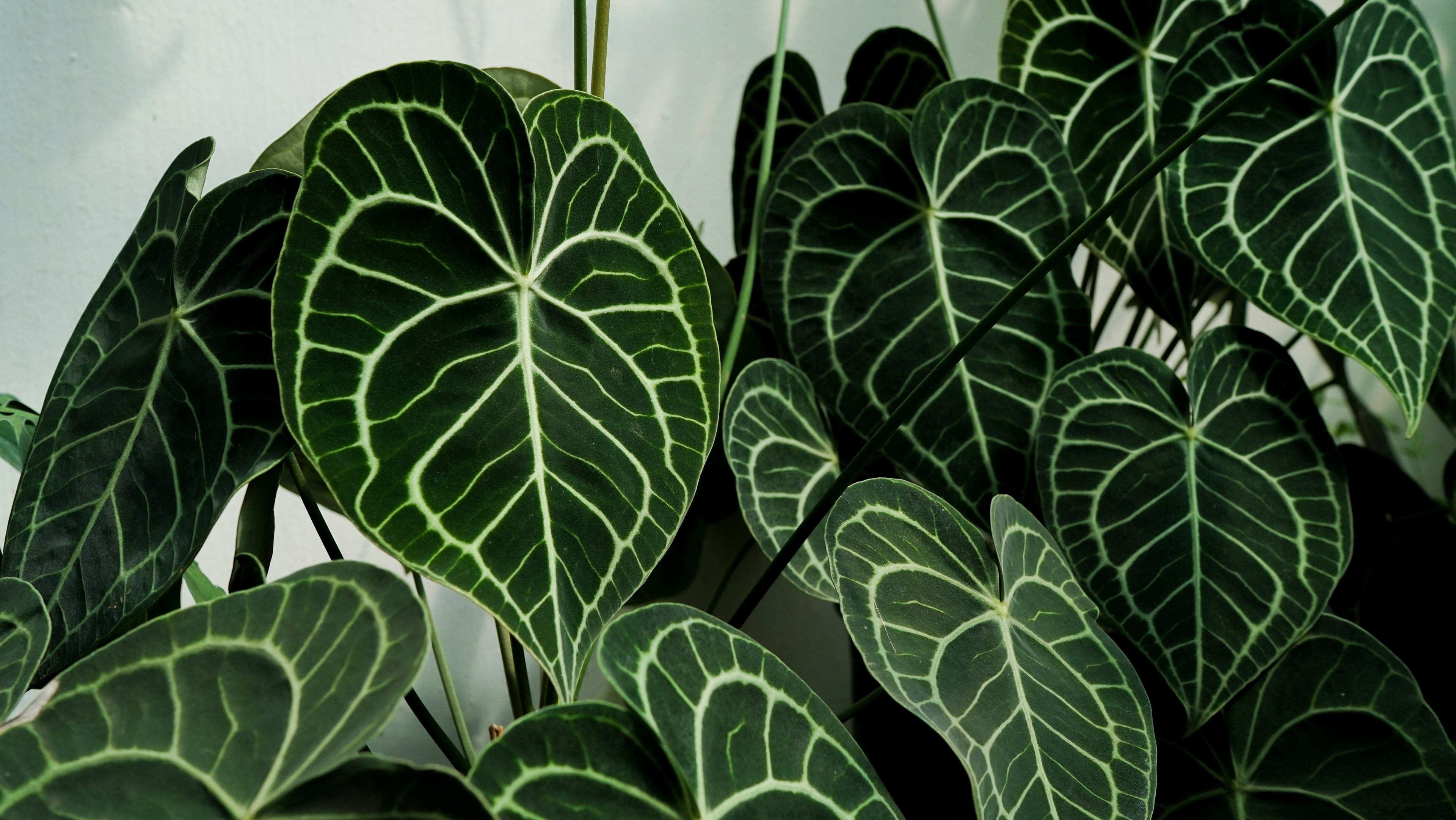 Anthurium pflegen – Flamingoblume & Samtblätter