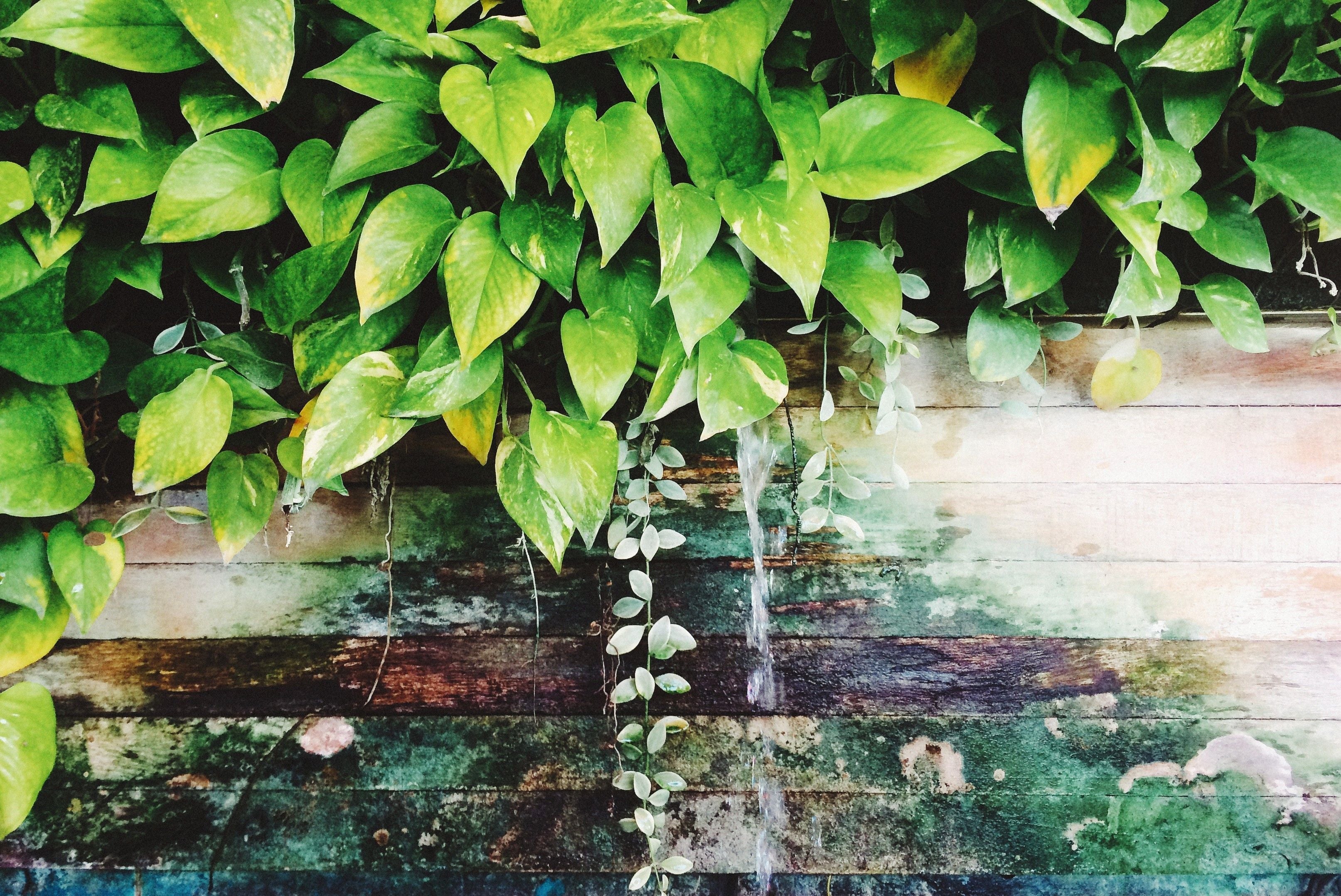 Epipremnum pflegen – Pothos & Co. für jeden Raum