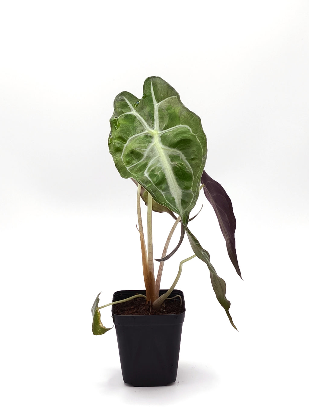 Alocasia Venom