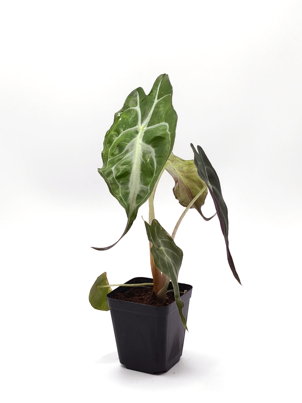 Alocasia Venom