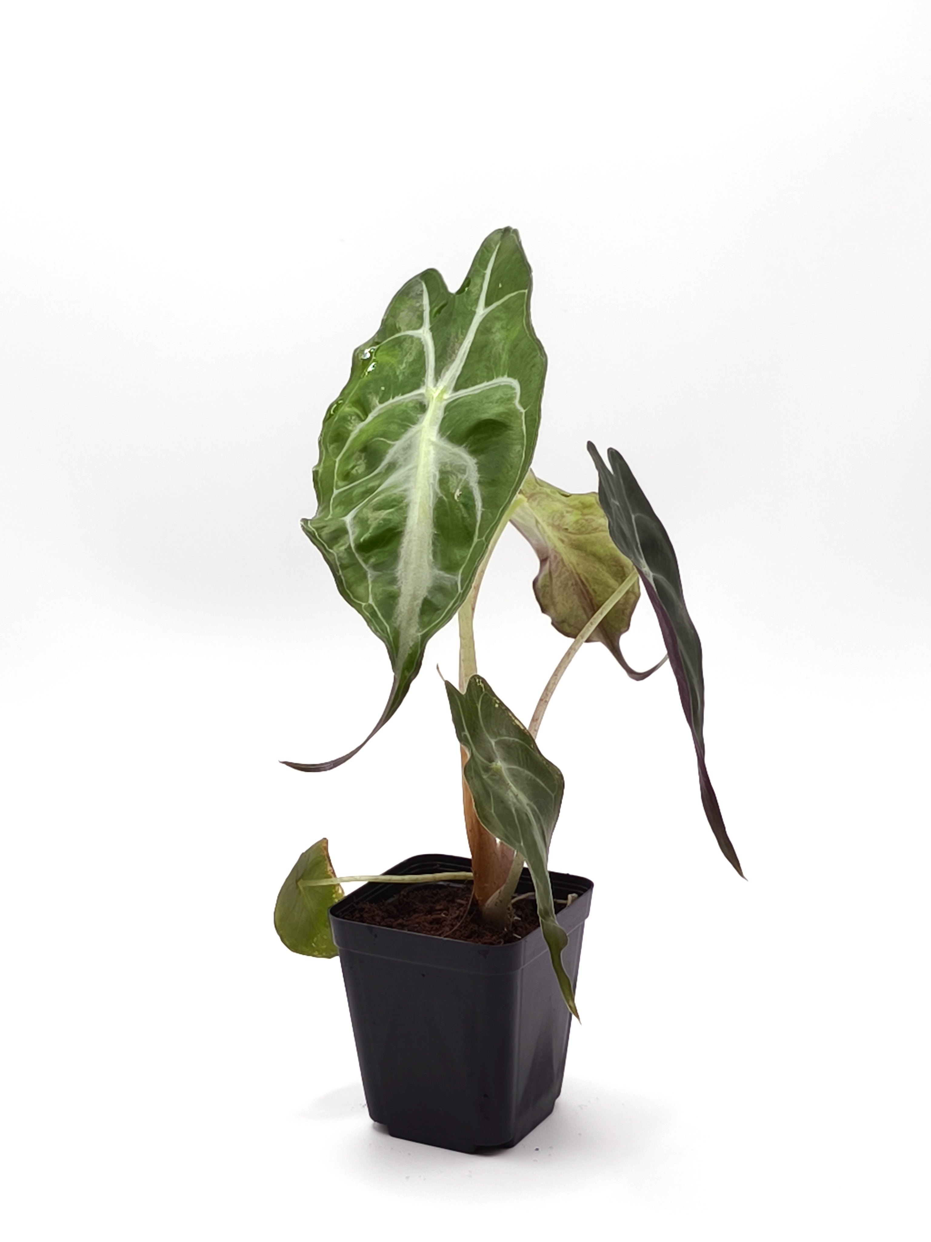 Alocasia Venom