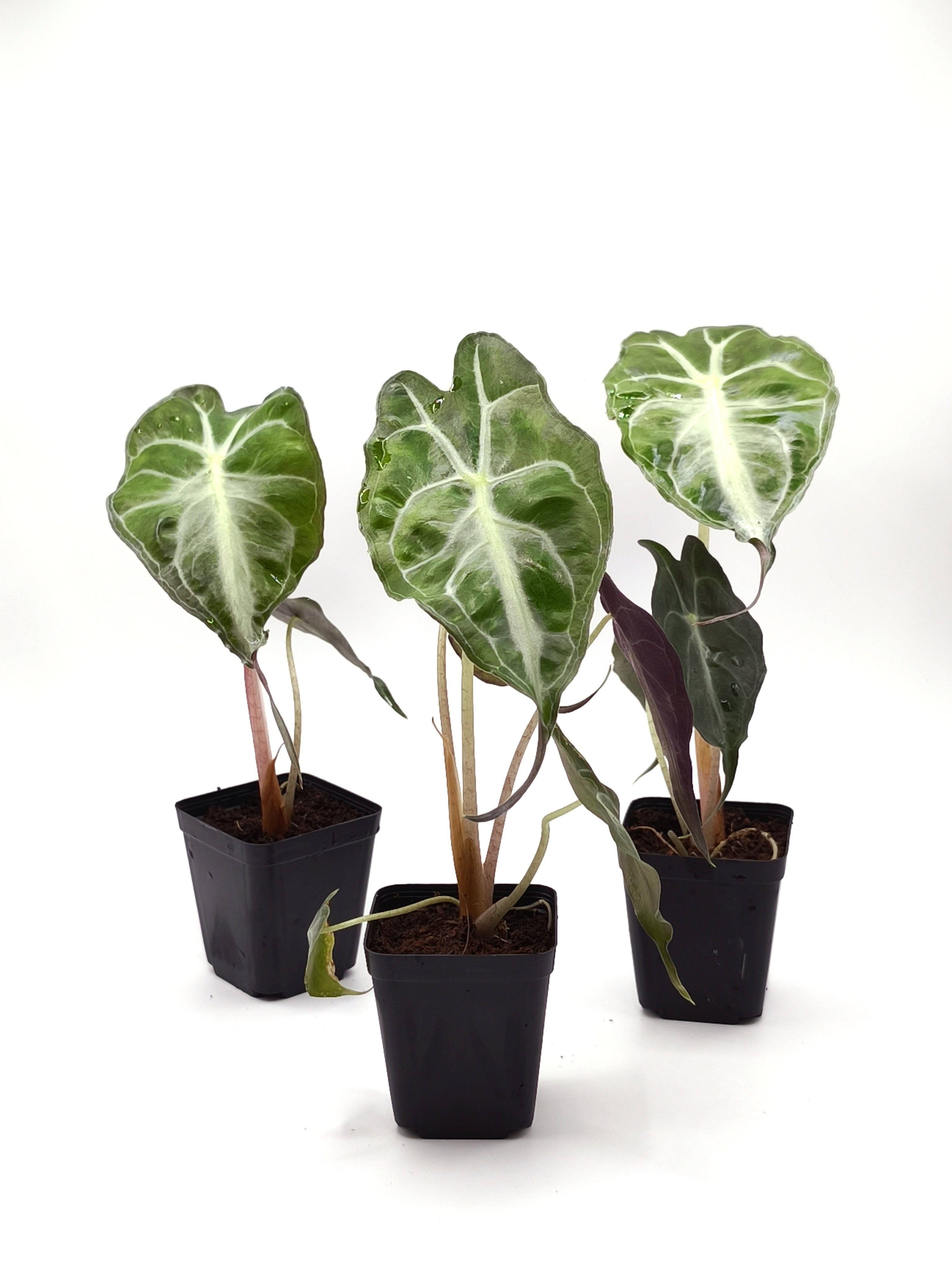 Alocasia Venom