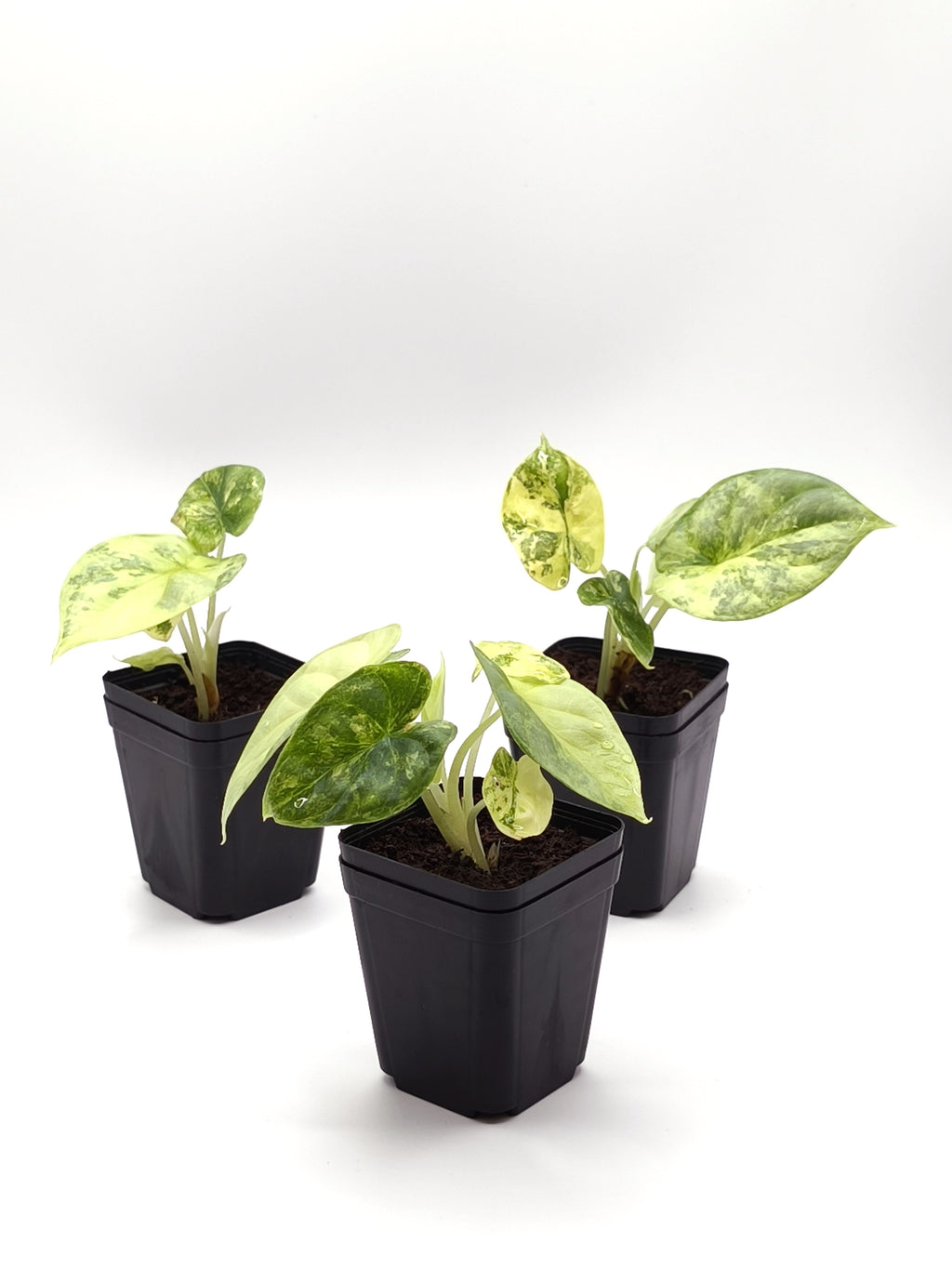 Alocasia Silver Dragon Aurea Variegata