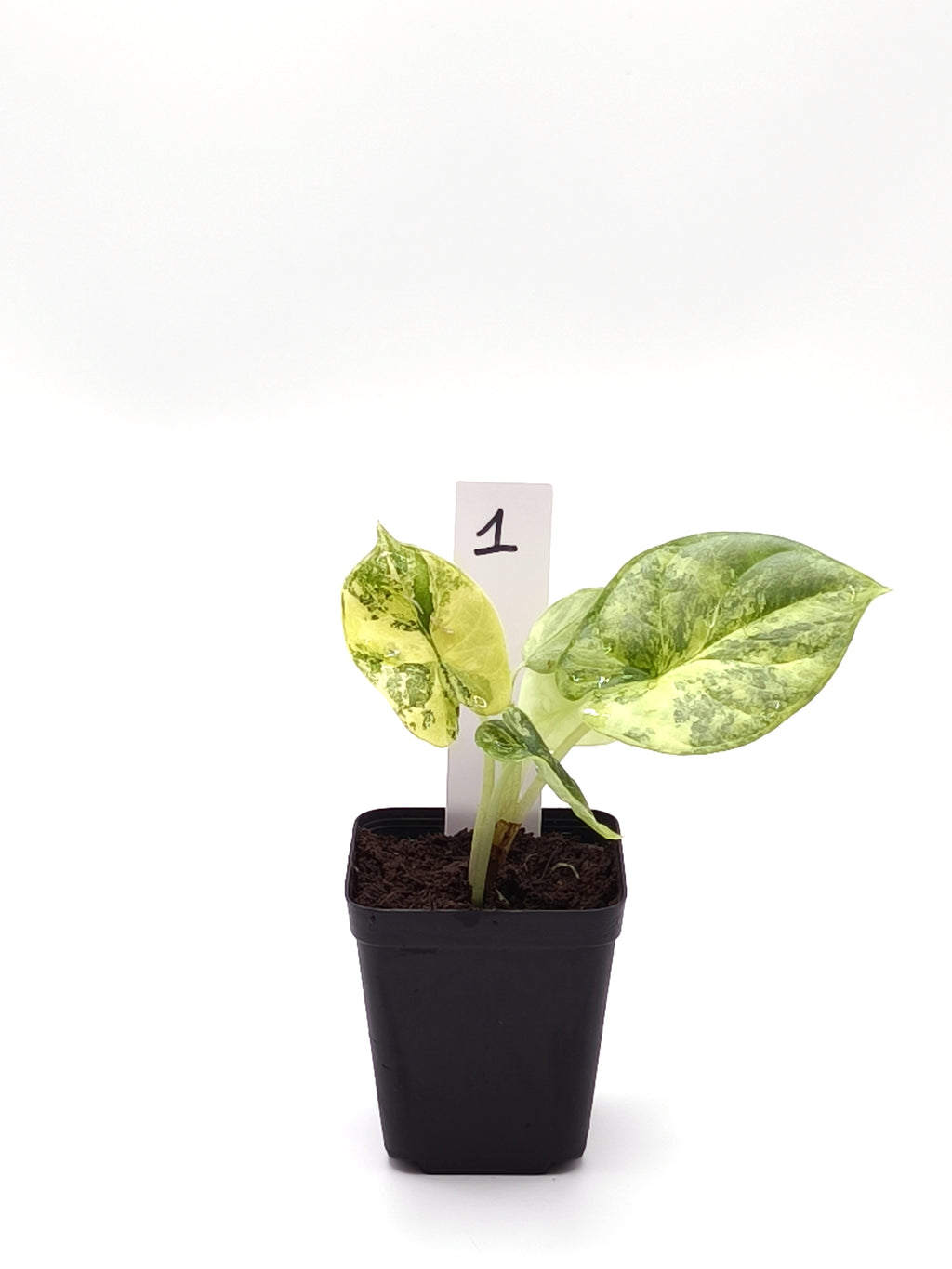 Alocasia Silver Dragon Aurea Variegata