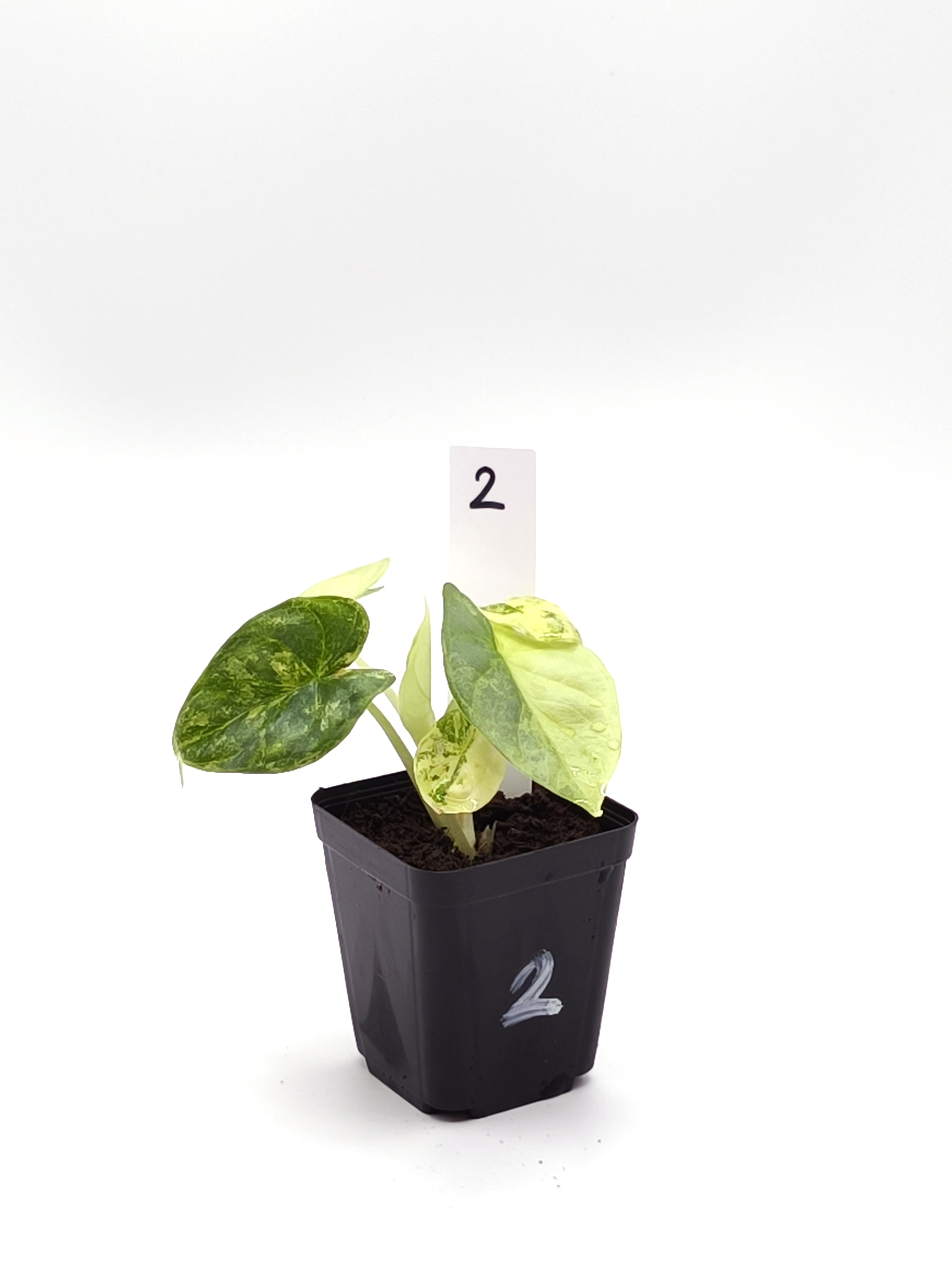 Alocasia Silver Dragon Aurea Variegata