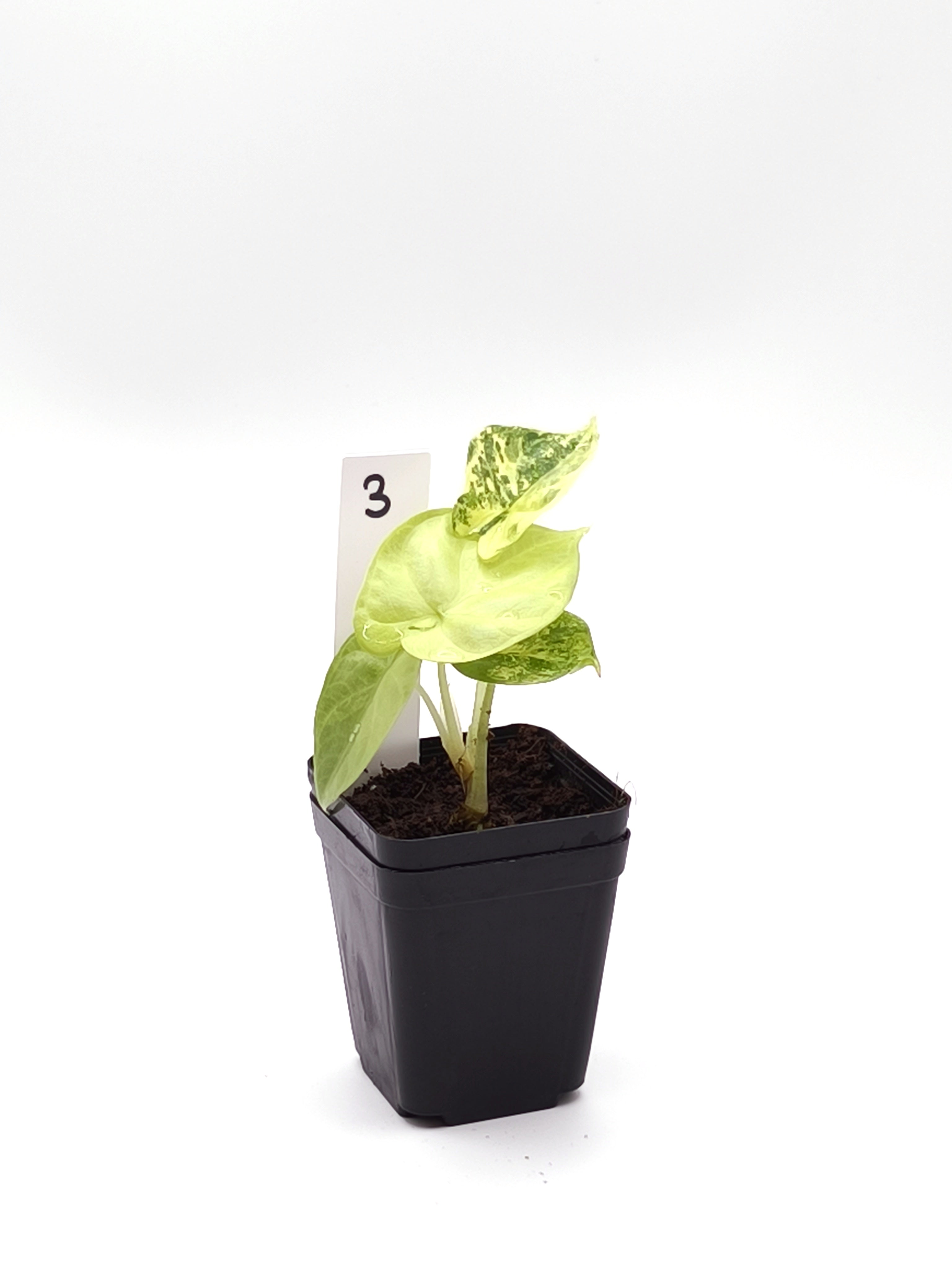Alocasia Silver Dragon Aurea Variegata