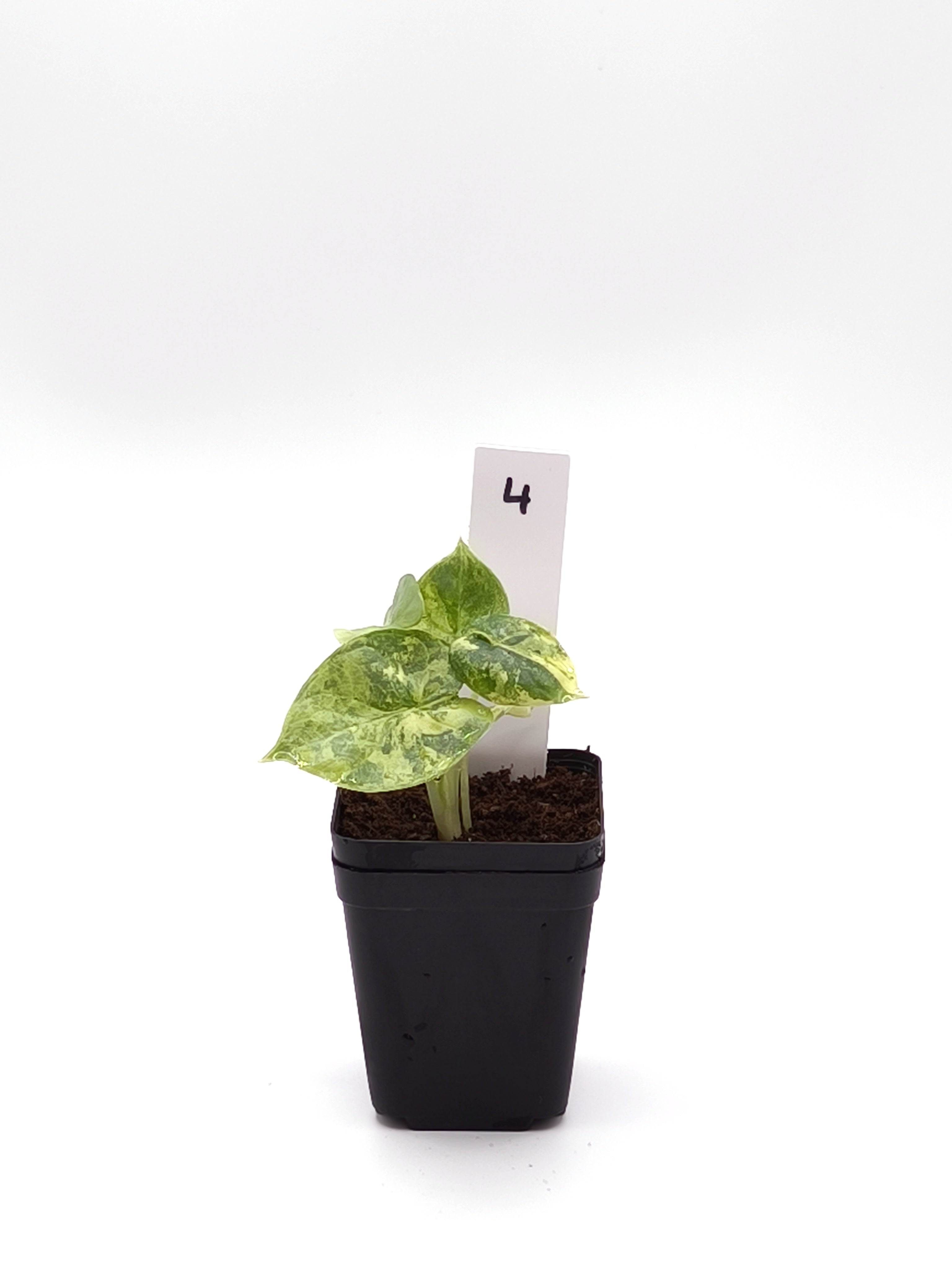Alocasia Silver Dragon Aurea Variegata