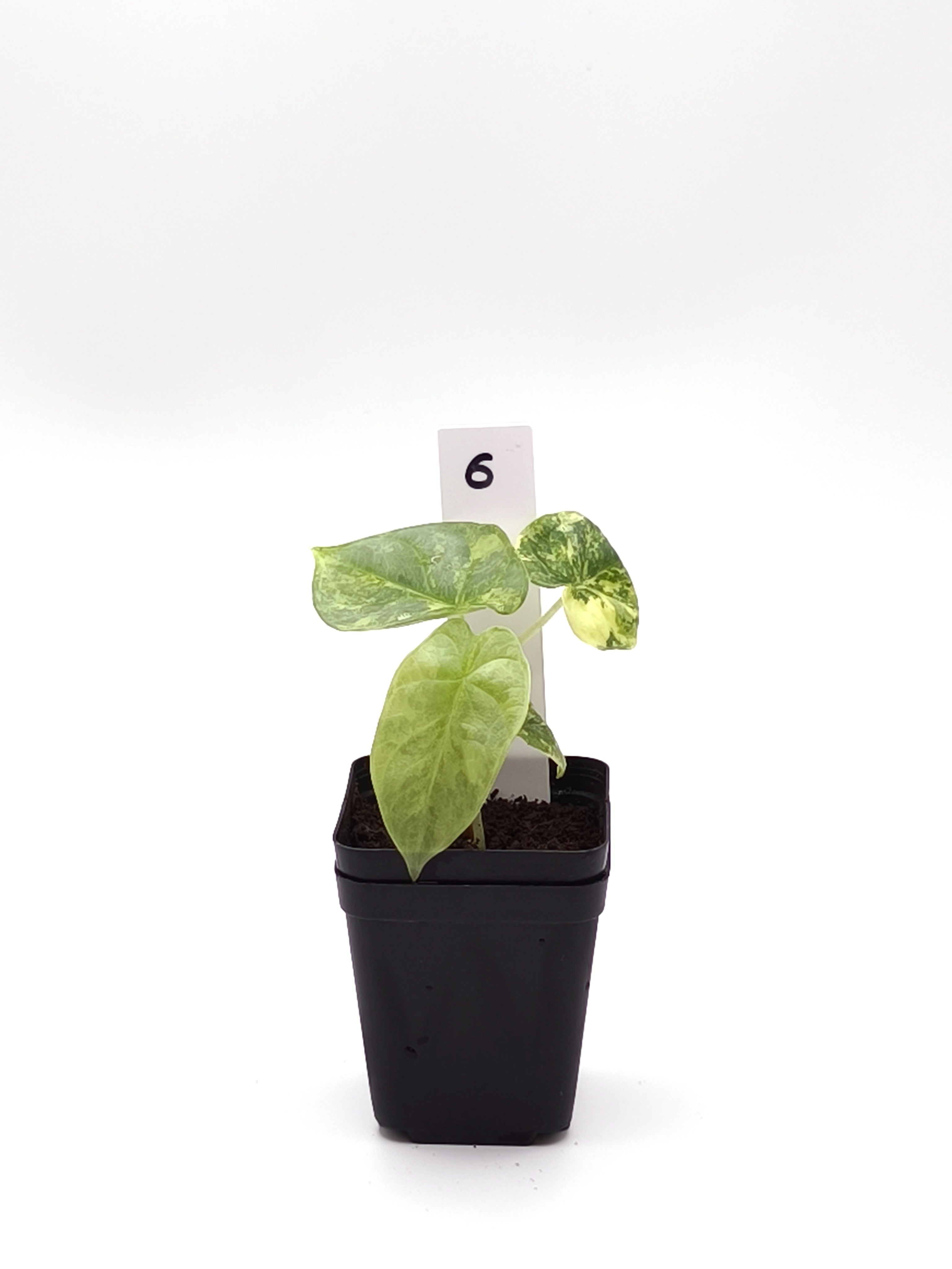 Alocasia Silver Dragon Aurea Variegata