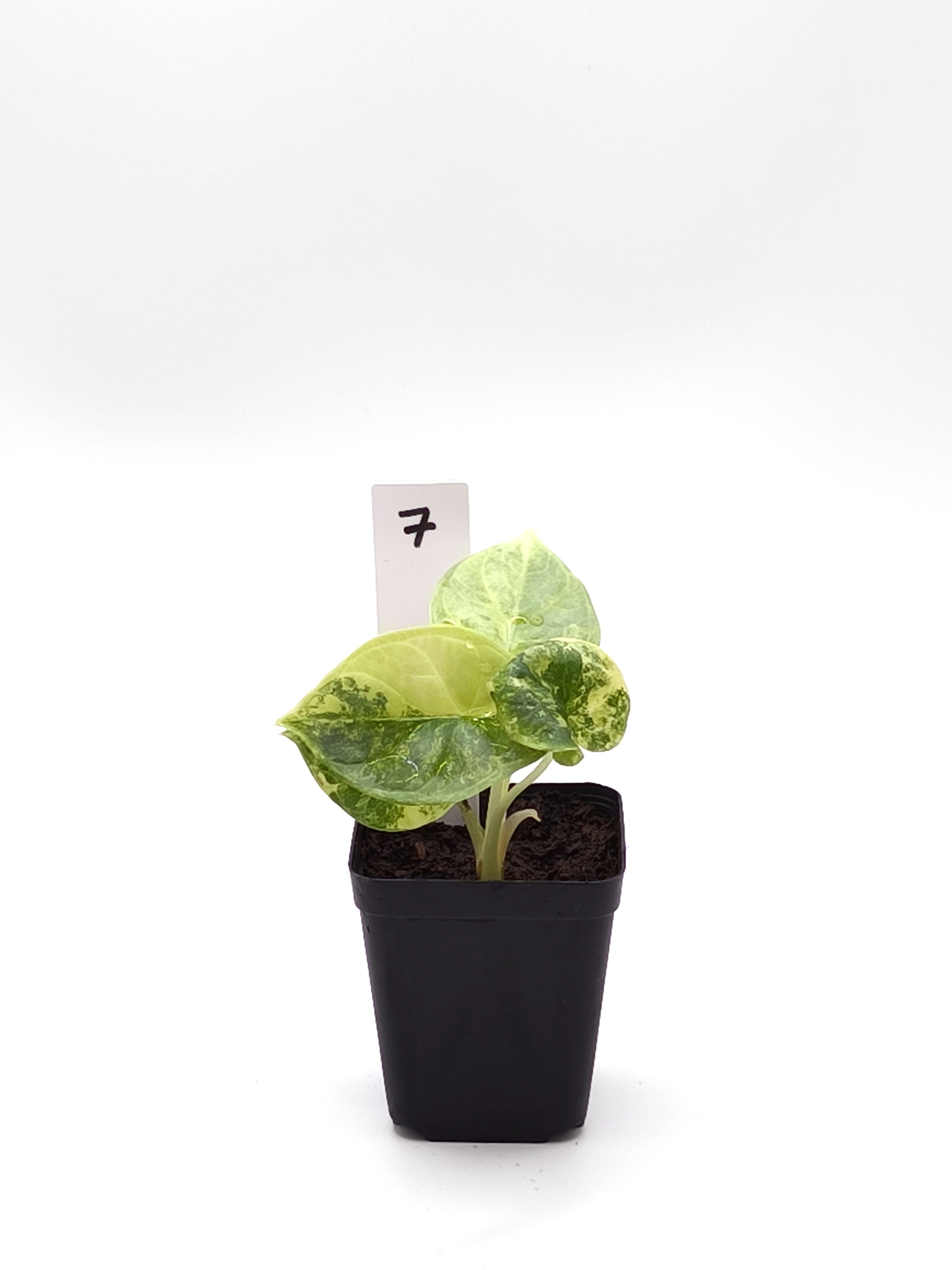 Alocasia Silver Dragon Aurea Variegata