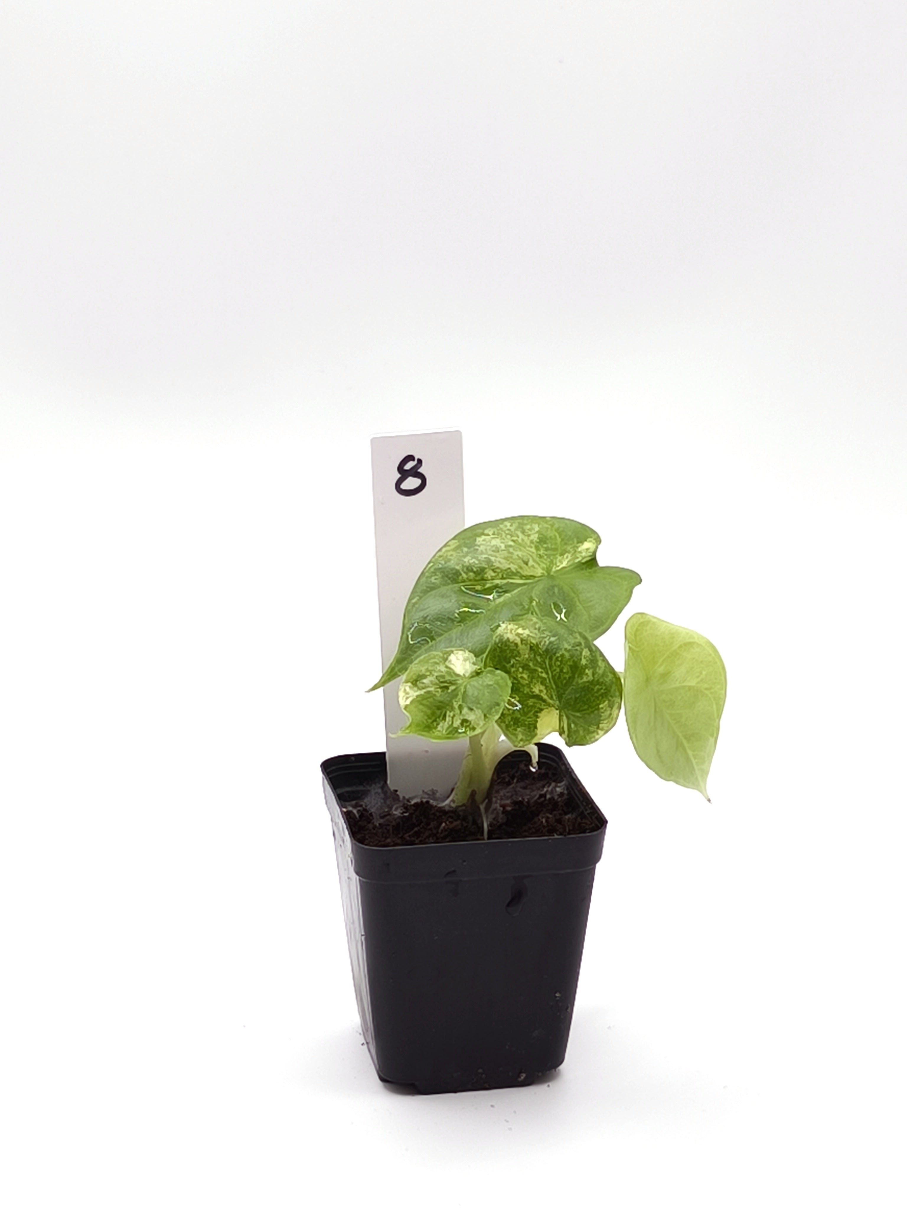 Alocasia Silver Dragon Aurea Variegata