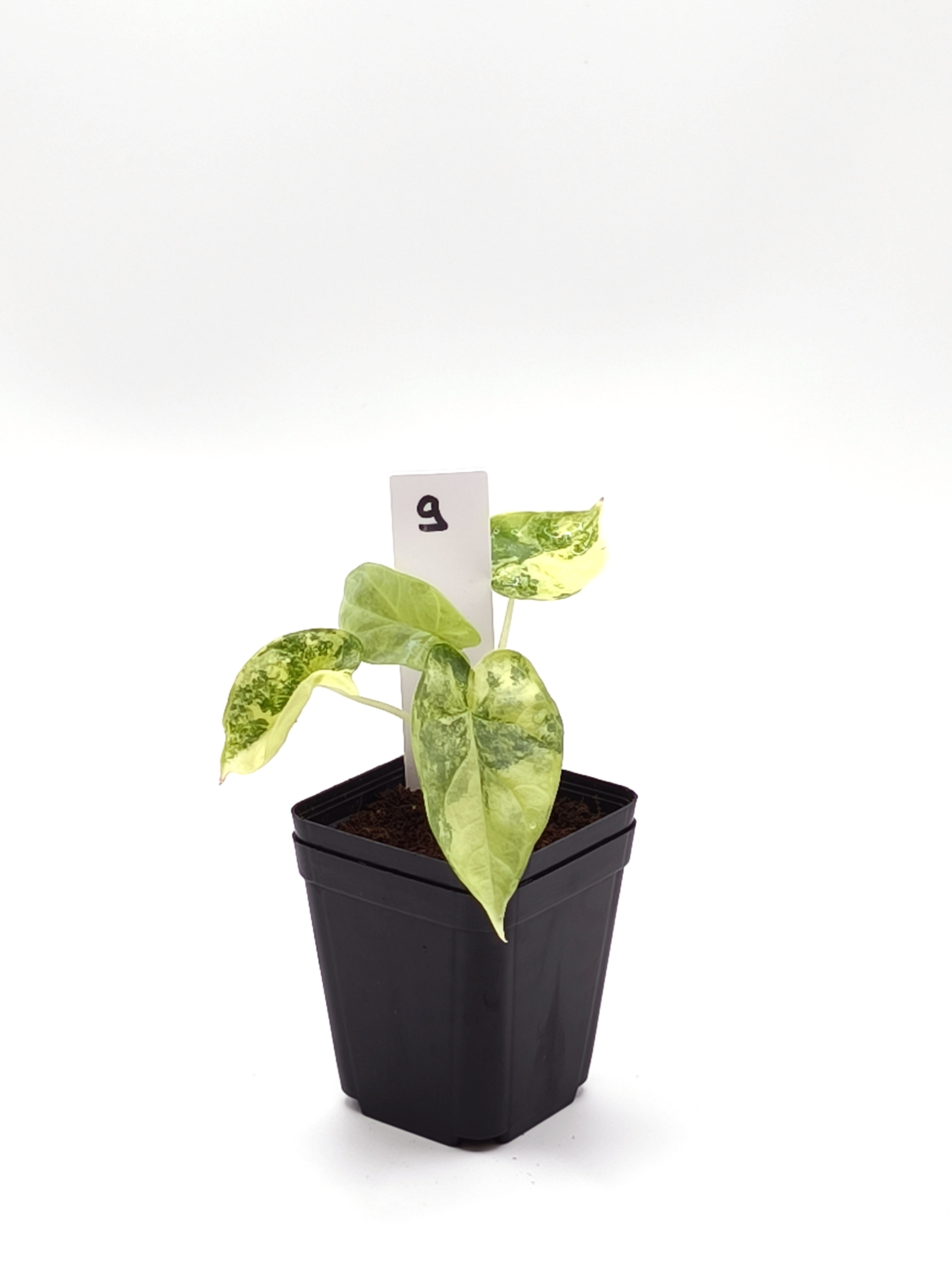 Alocasia Silver Dragon Aurea Variegata