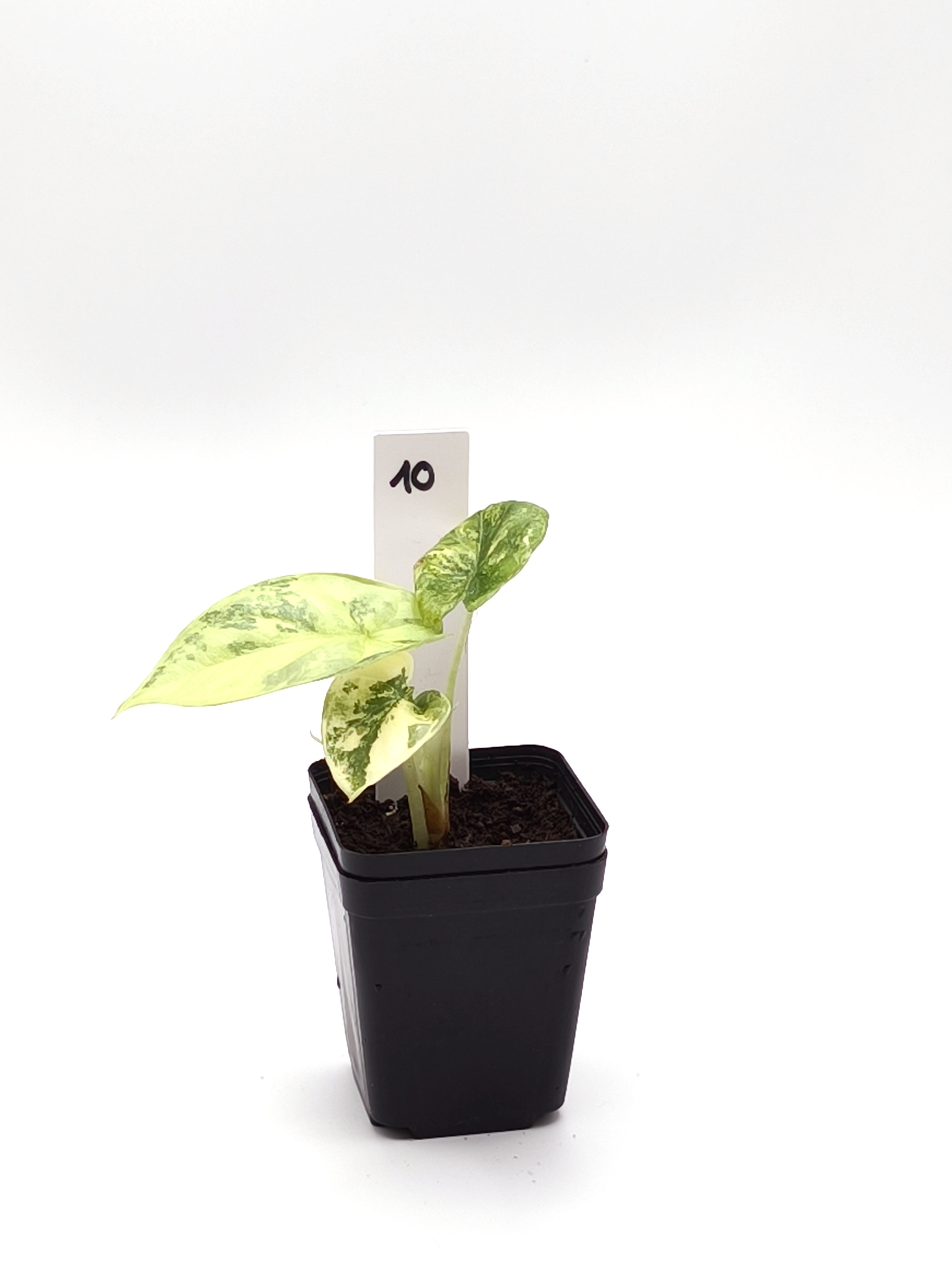 Alocasia Silver Dragon Aurea Variegata