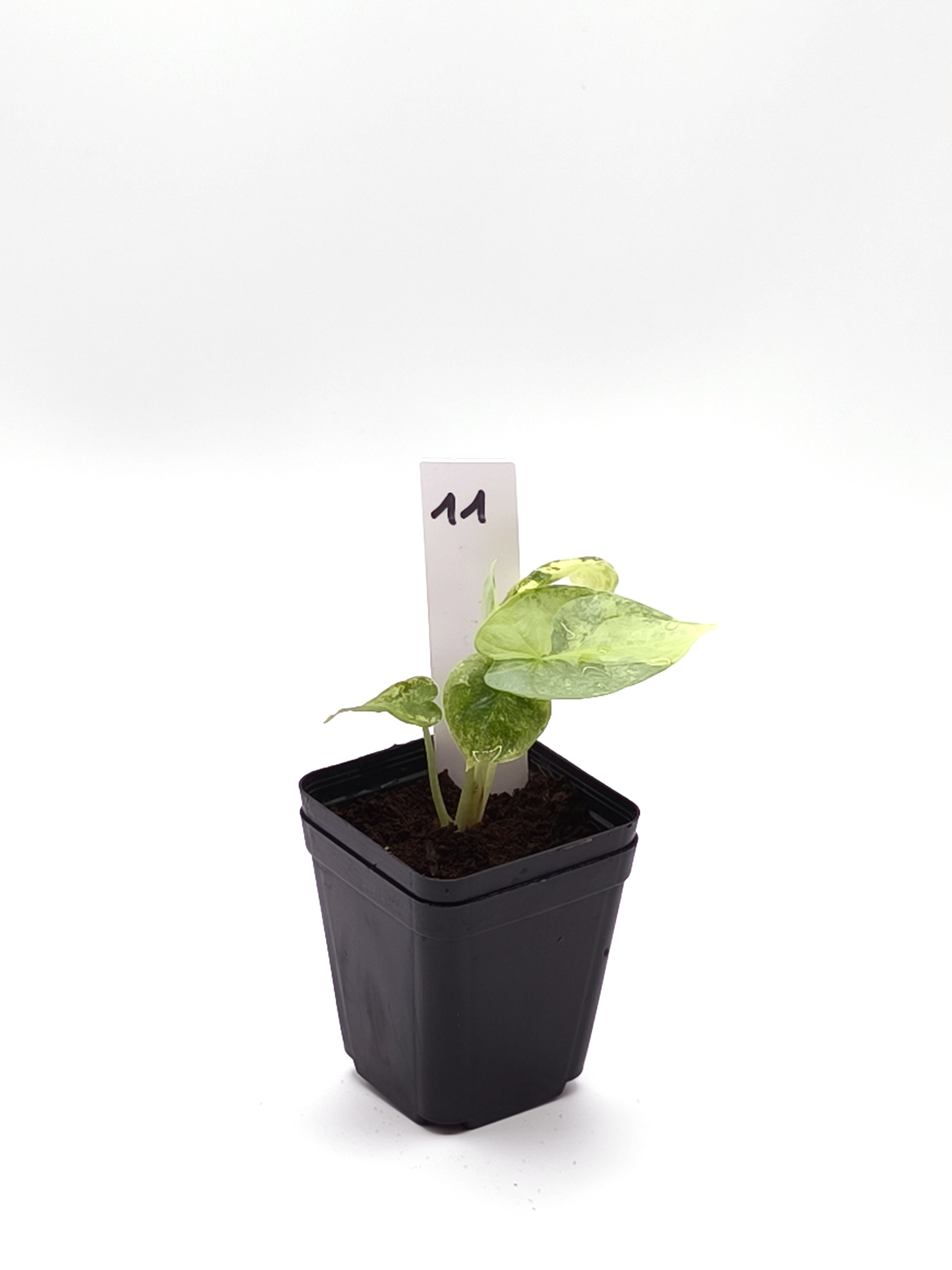 Alocasia Silver Dragon Aurea Variegata