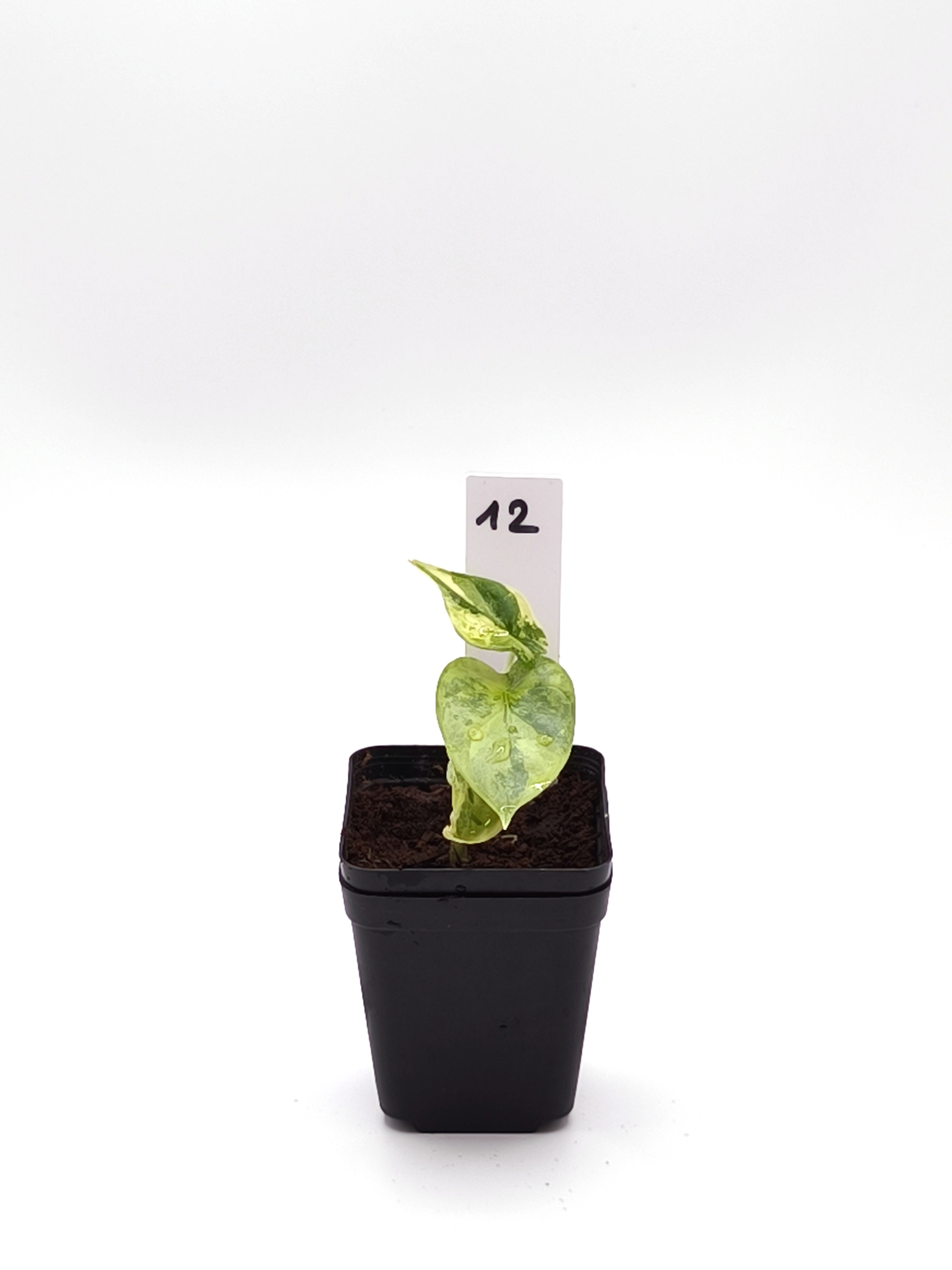 Alocasia Silver Dragon Aurea Variegata