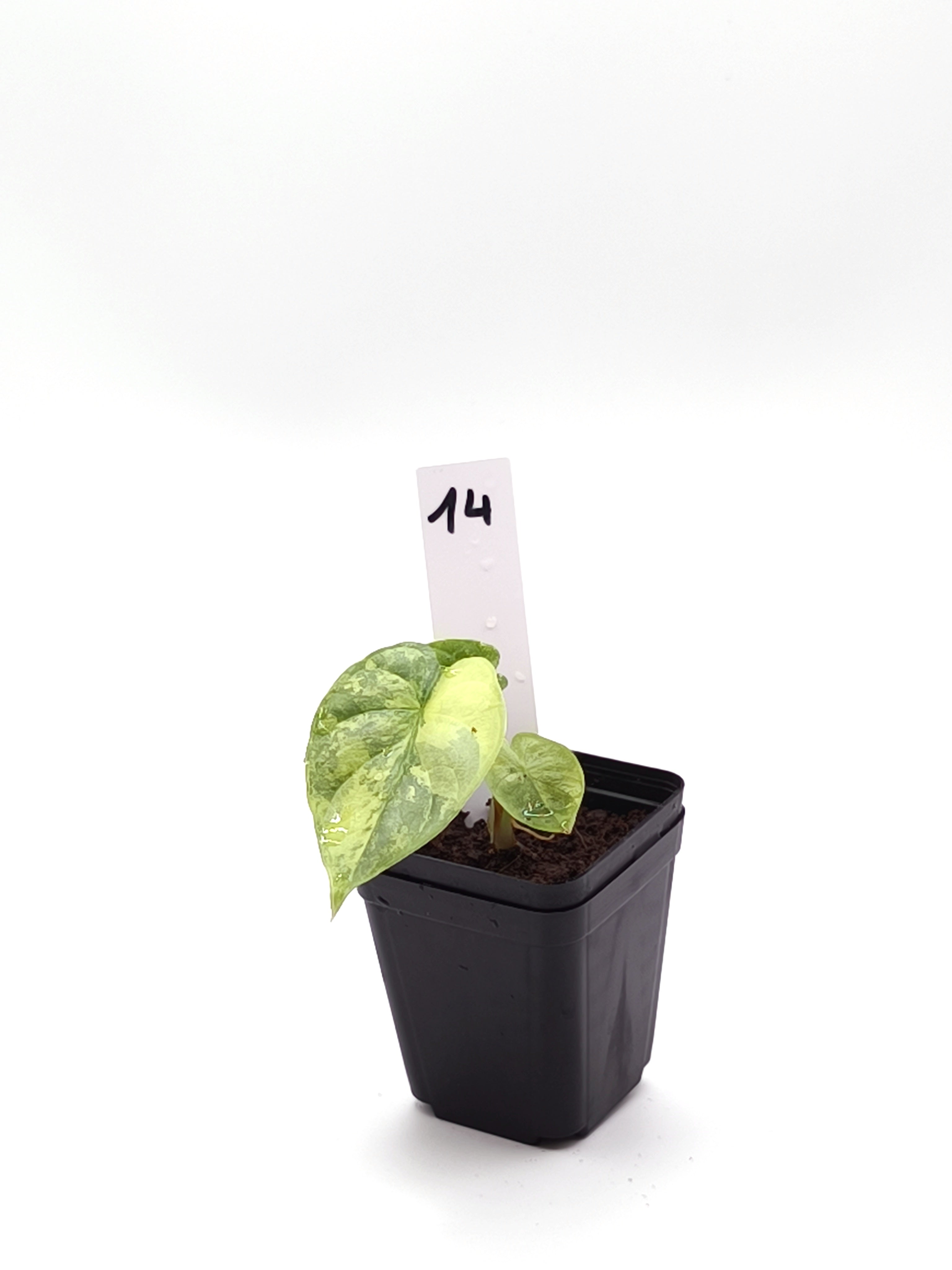 Alocasia Silver Dragon Aurea Variegata