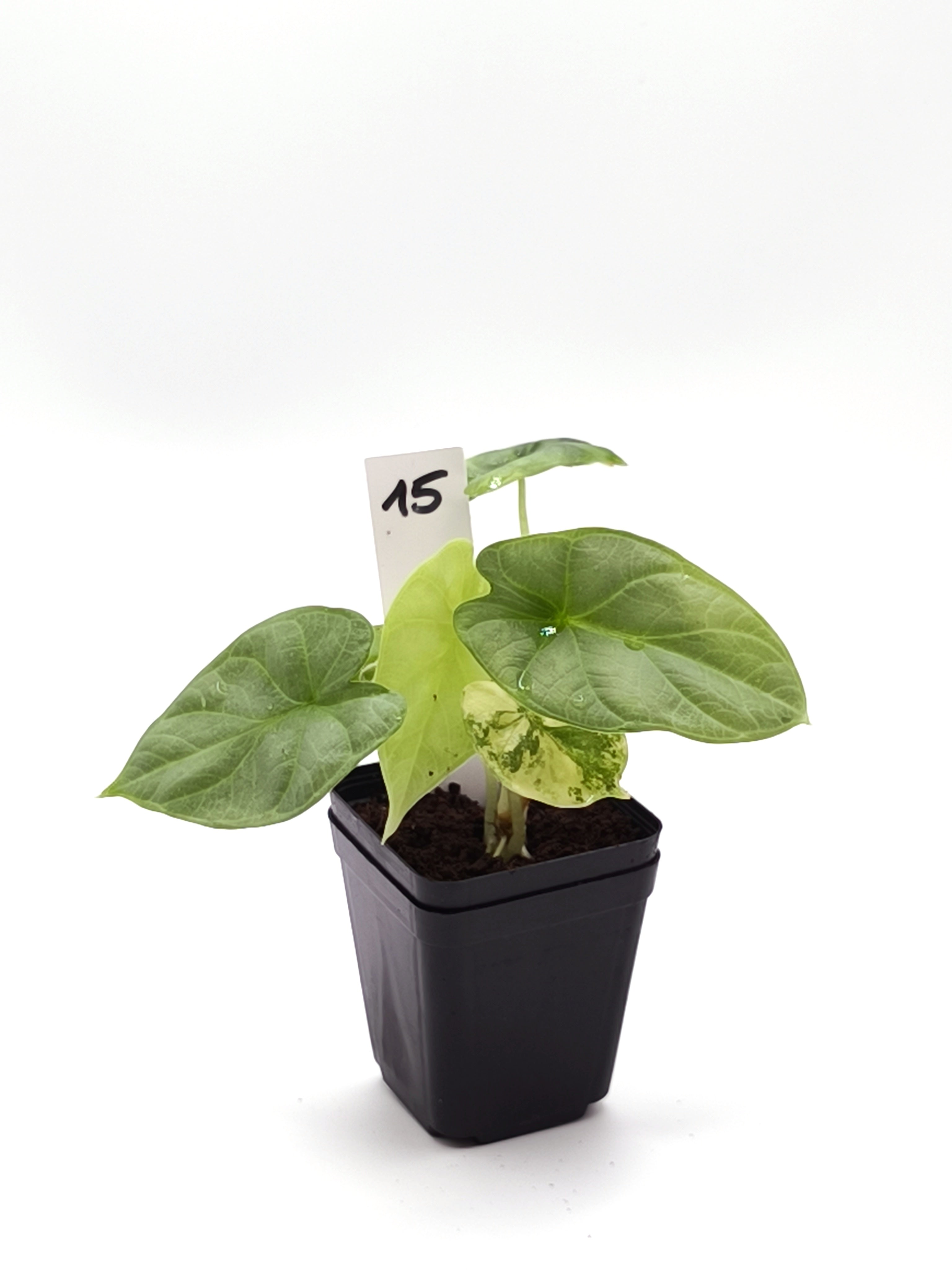 Alocasia Silver Dragon Aurea Variegata