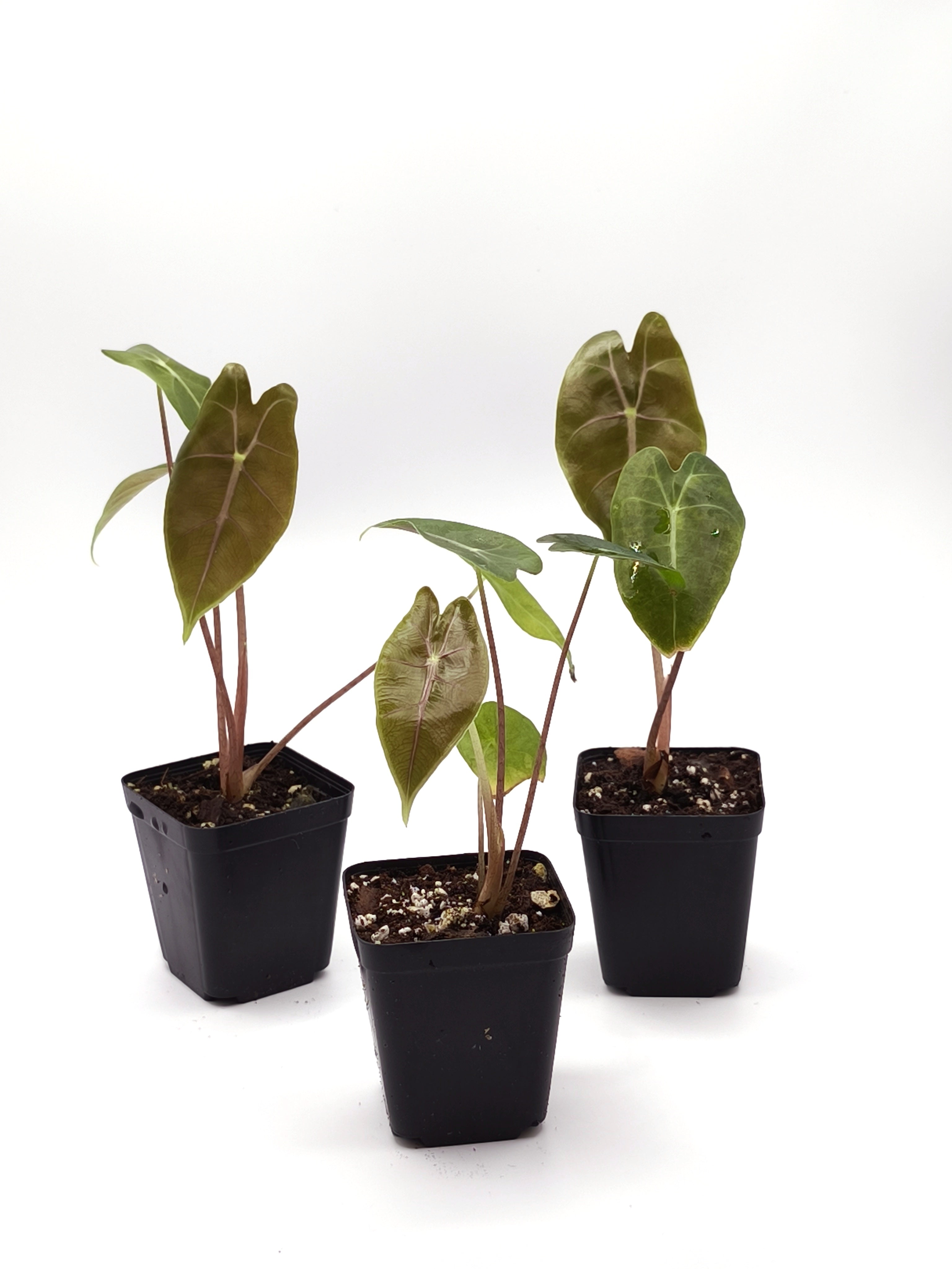 Alocasia Longiloba Purple Vein