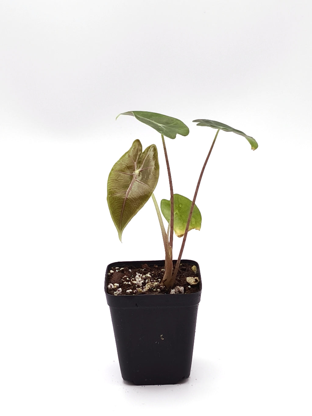 Alocasia Longiloba Purple Vein