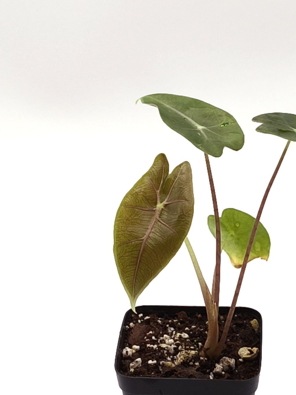 Alocasia Longiloba Purple Vein