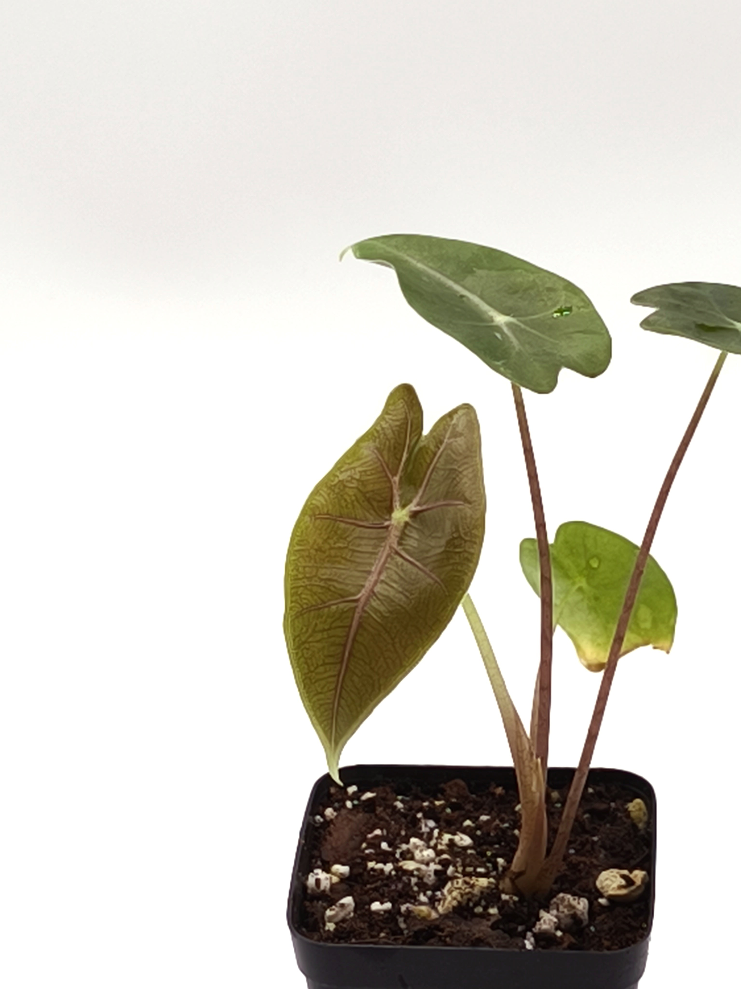 Alocasia Longiloba Purple Vein