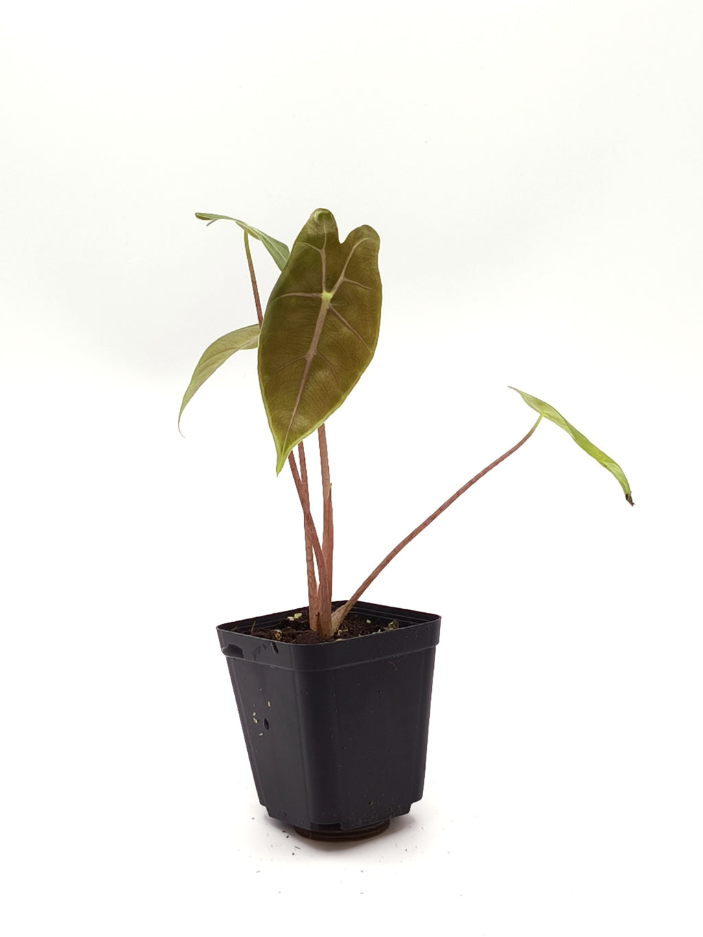 Alocasia Longiloba Purple Vein