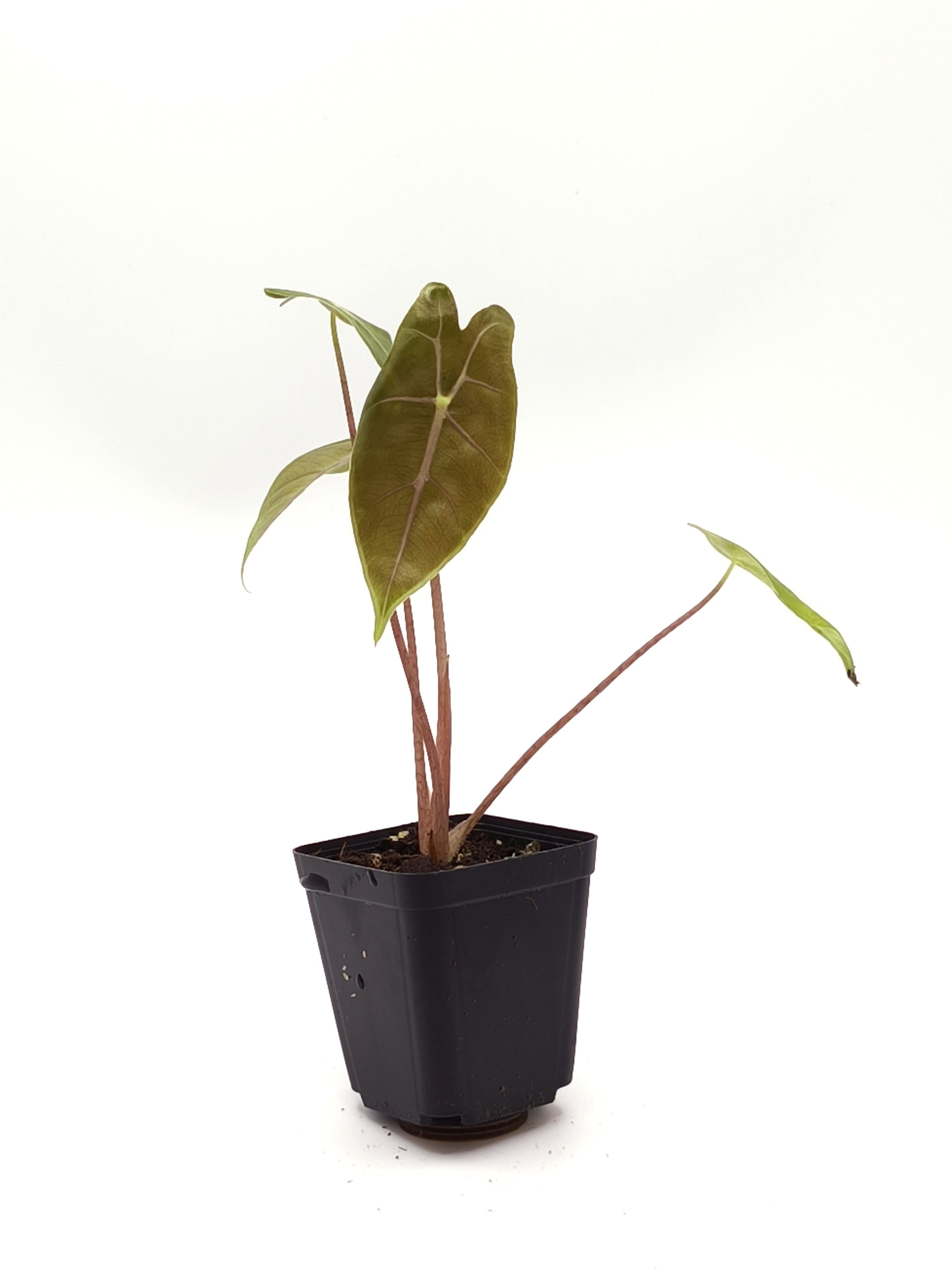 Alocasia Longiloba Purple Vein