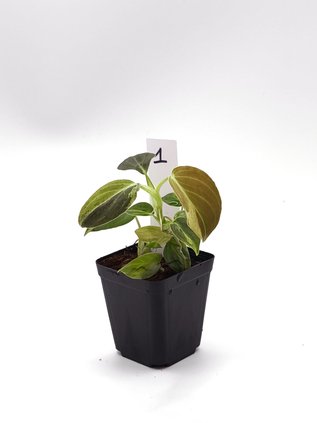 Philodendron Melanochrysum Orange Variegata