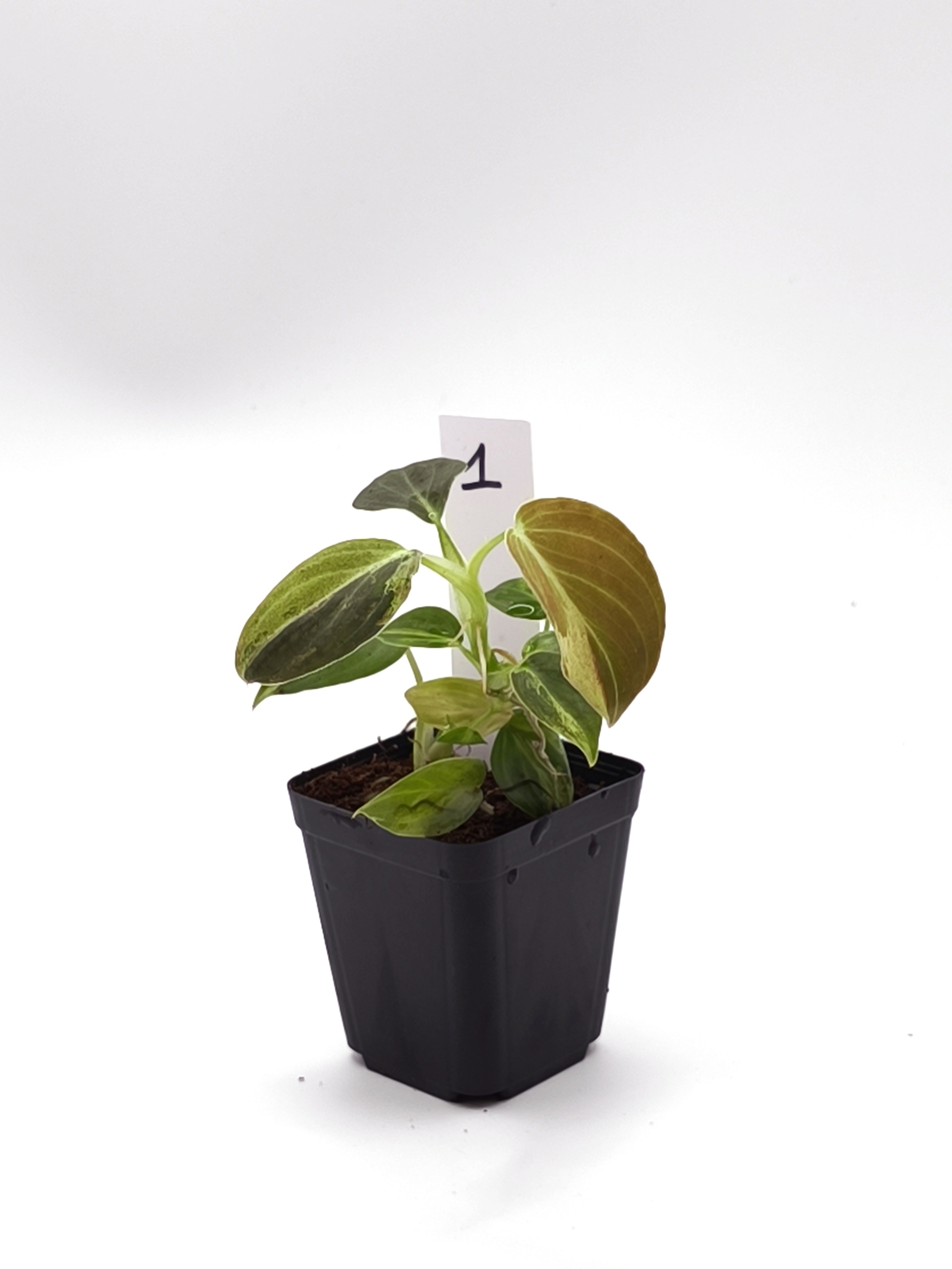 Philodendron Melanochrysum Orange Variegata