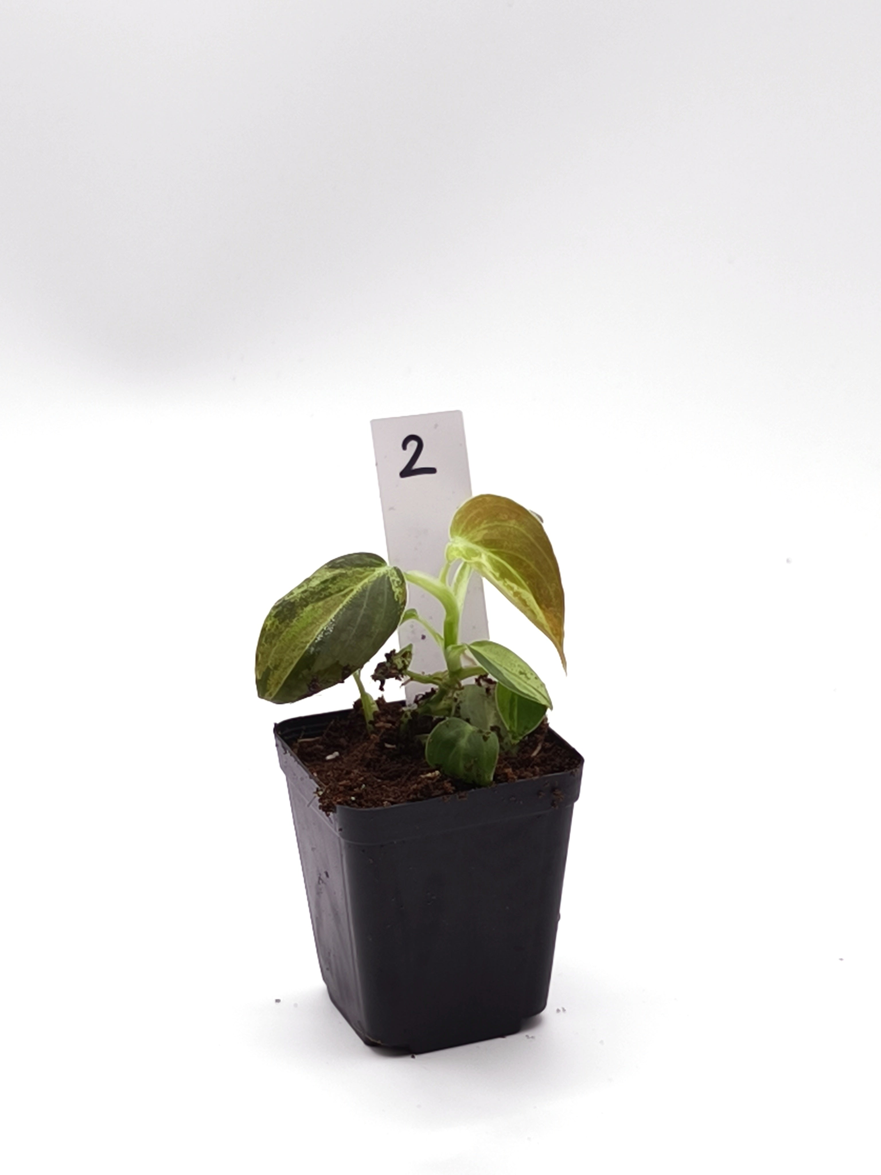 Philodendron Melanochrysum Orange Variegata