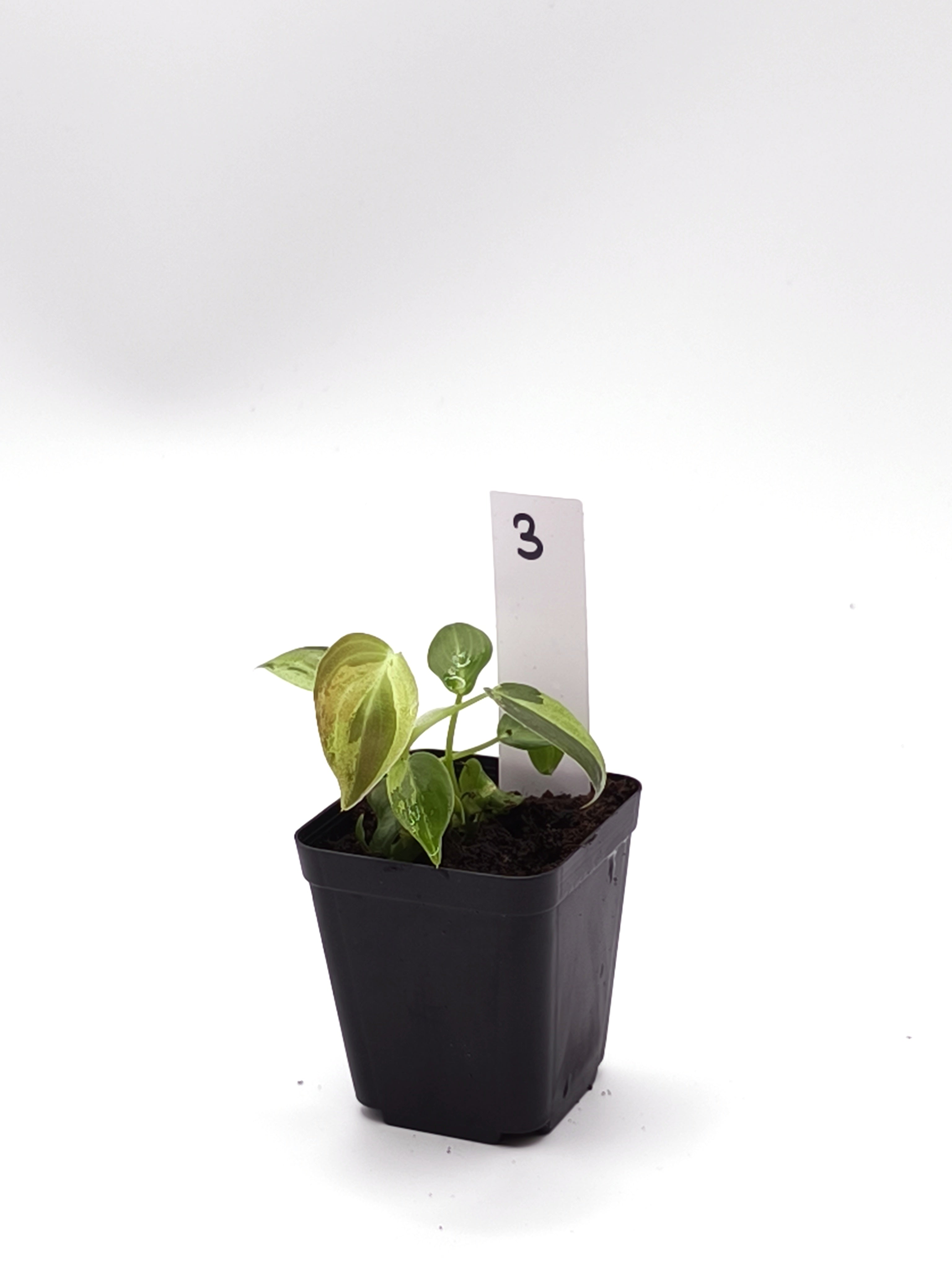 Philodendron Melanochrysum Orange Variegata