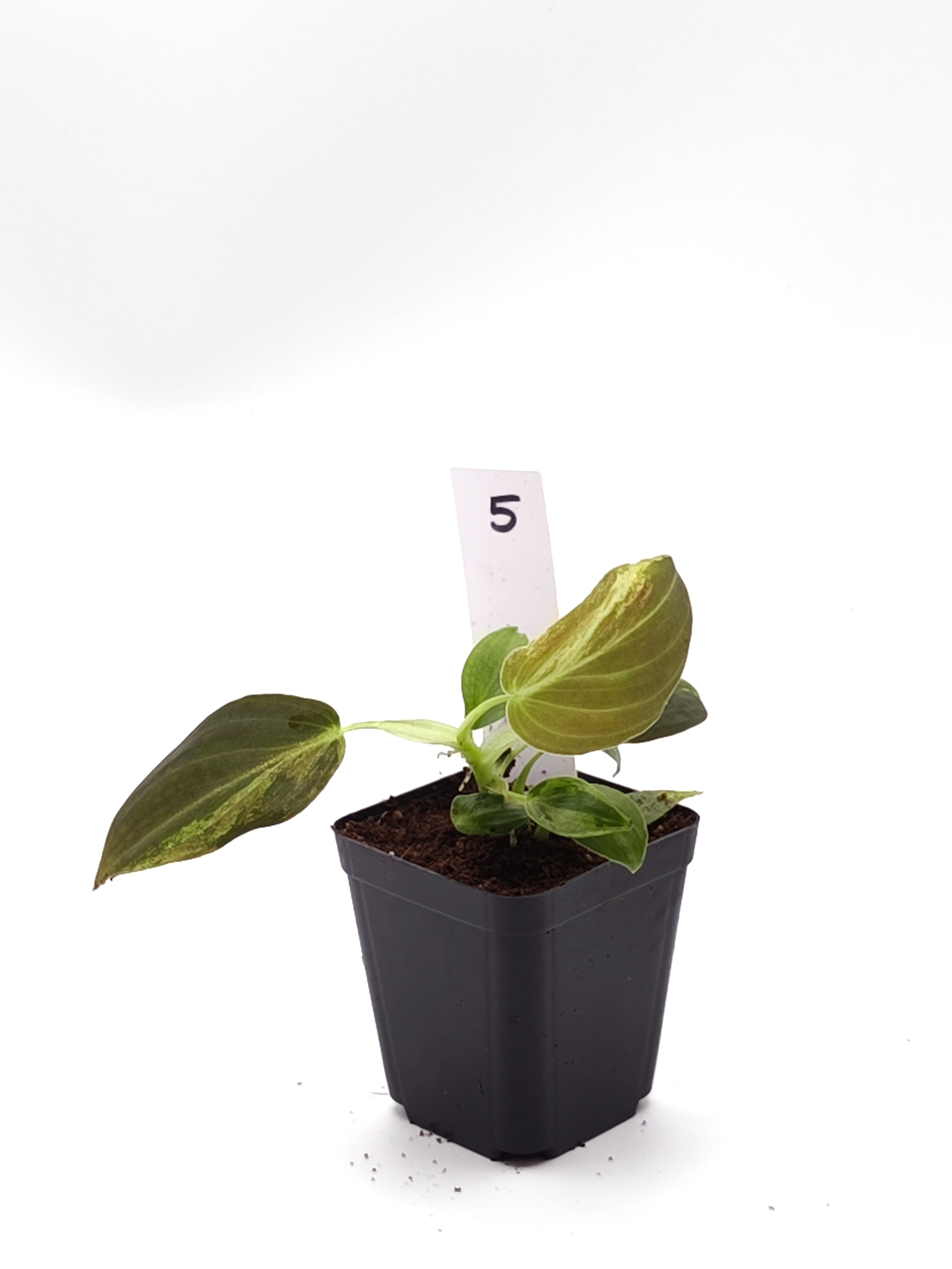 Philodendron Melanochrysum Orange Variegata