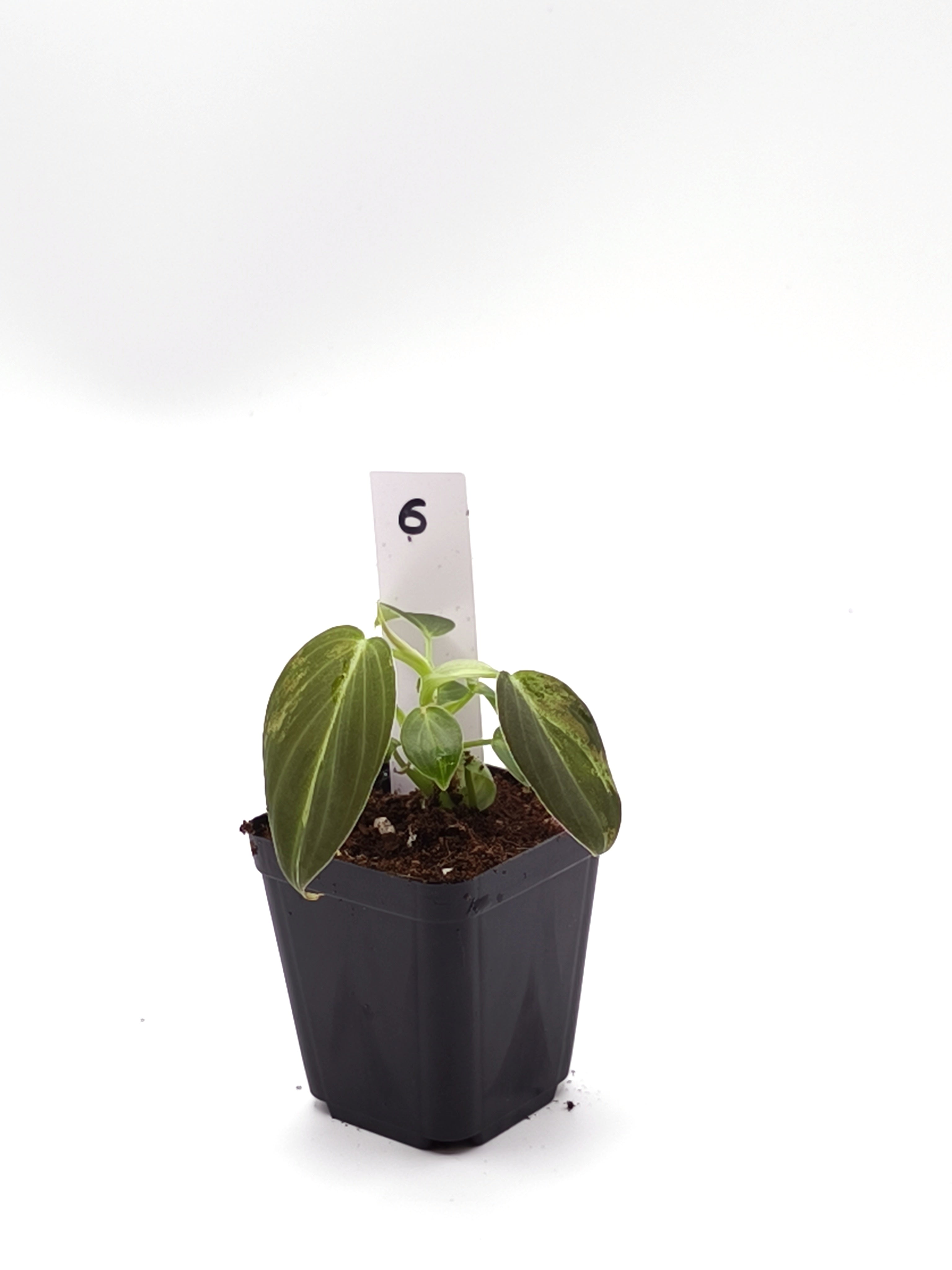 Philodendron Melanochrysum Orange Variegata