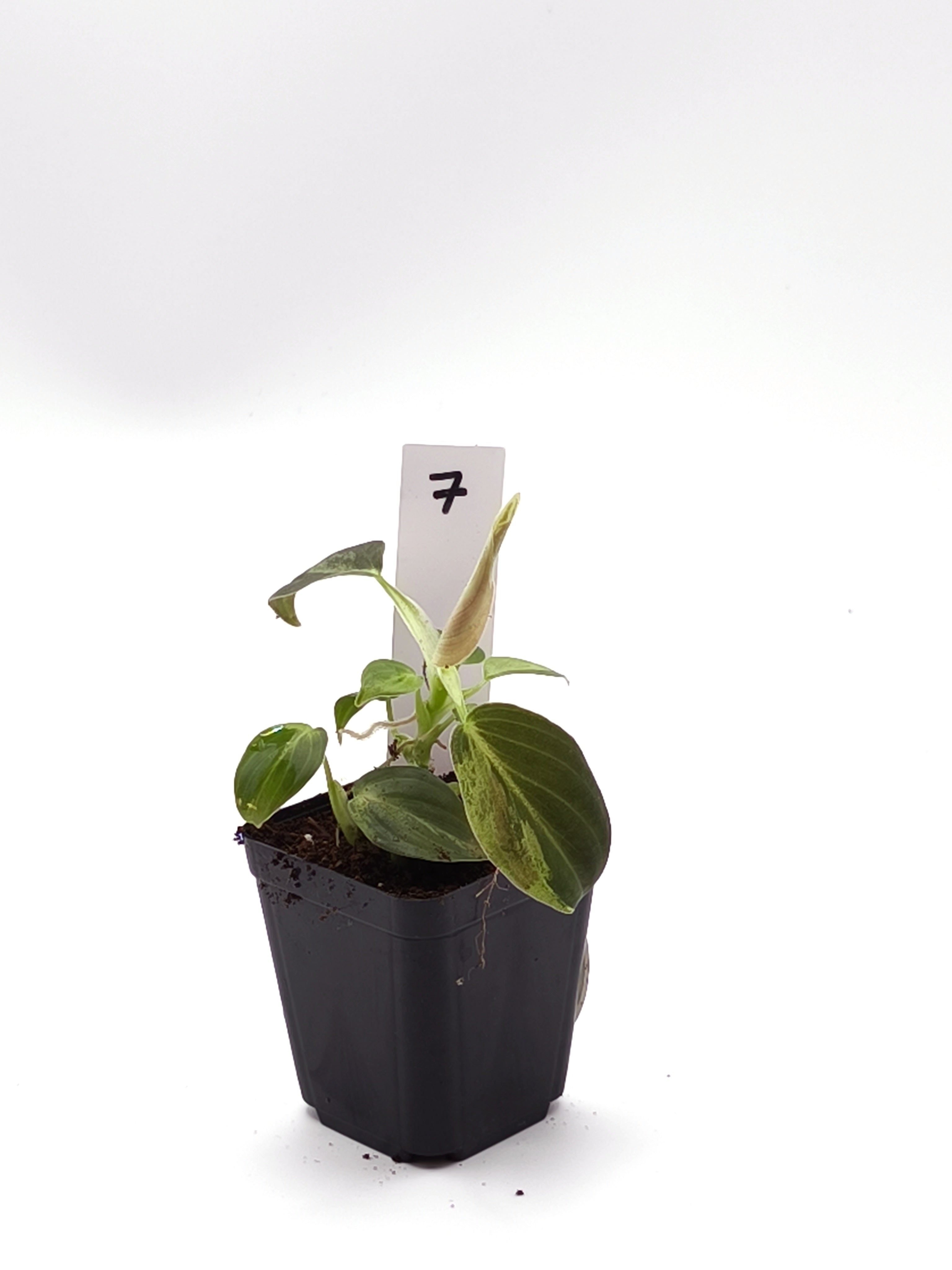 Philodendron Melanochrysum Orange Variegata