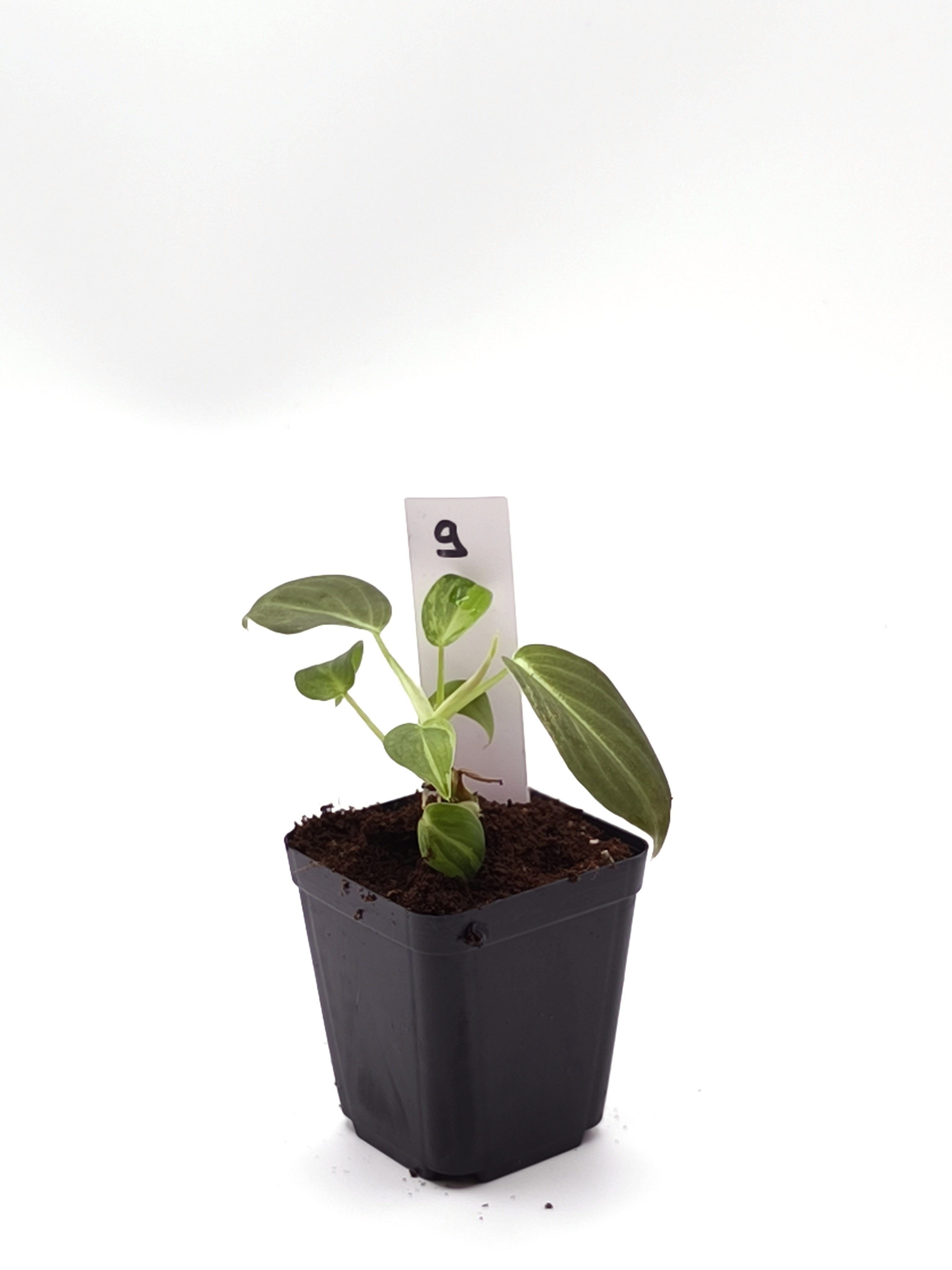 Philodendron Melanochrysum Orange Variegata