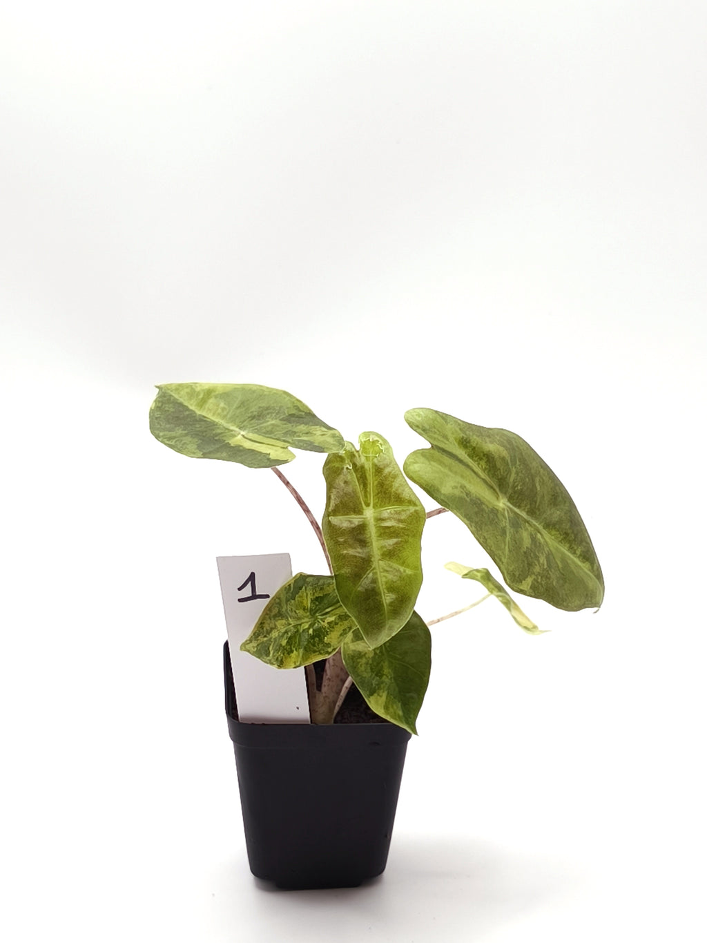 Alocasia Sanderiana Aurea Variegata