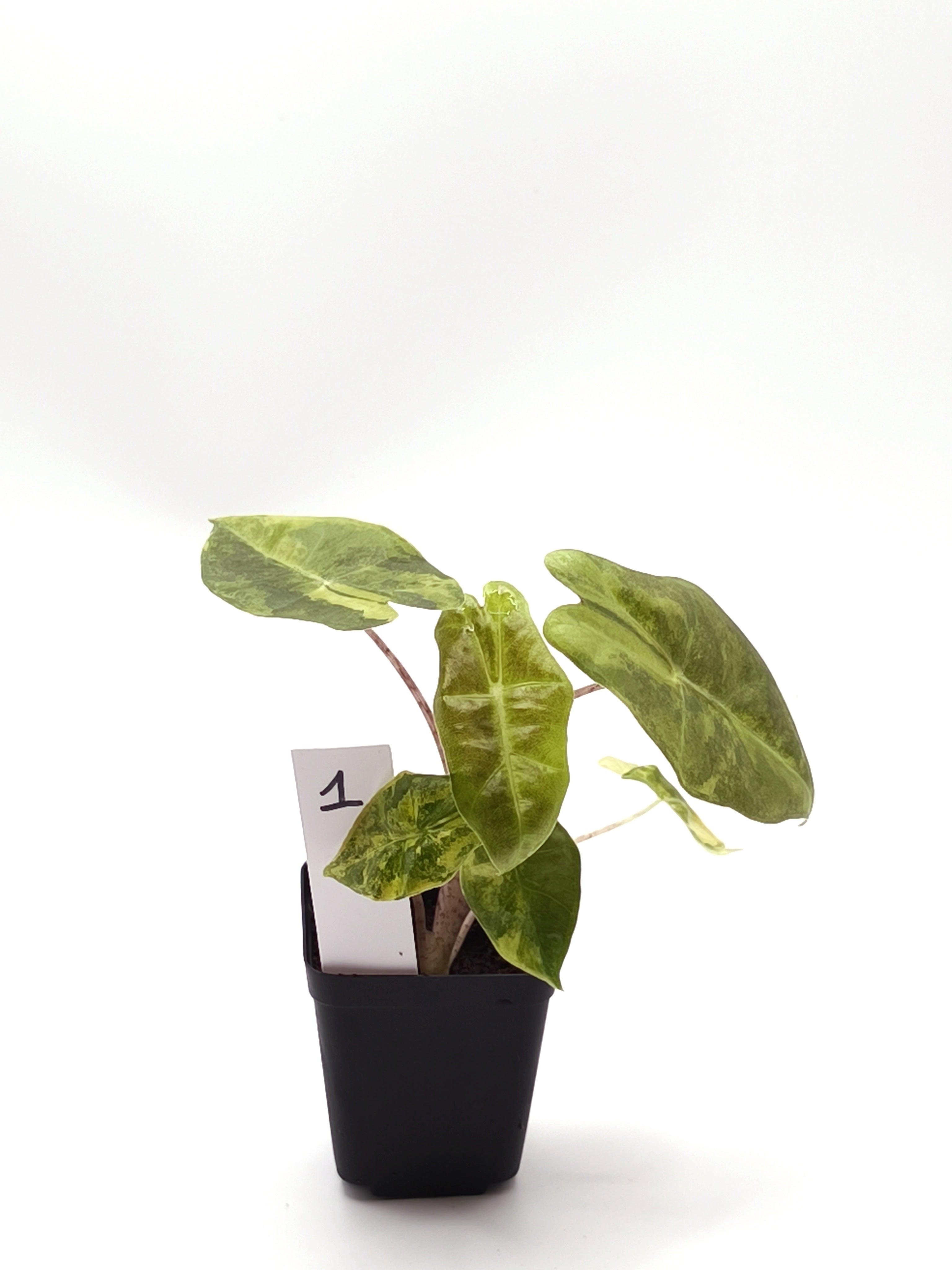 Alocasia Sanderiana Aurea Variegata