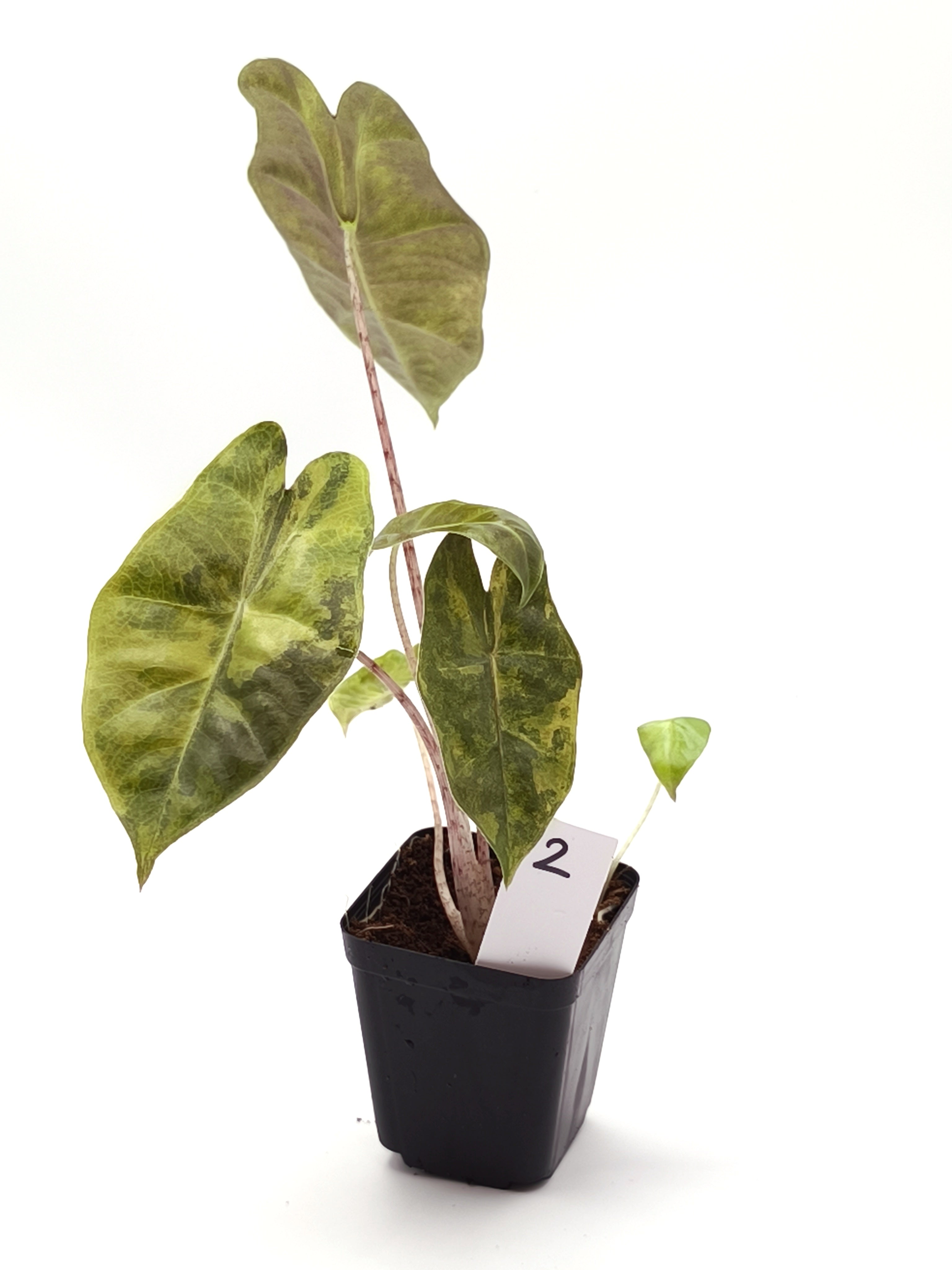 Alocasia Sanderiana Aurea Variegata