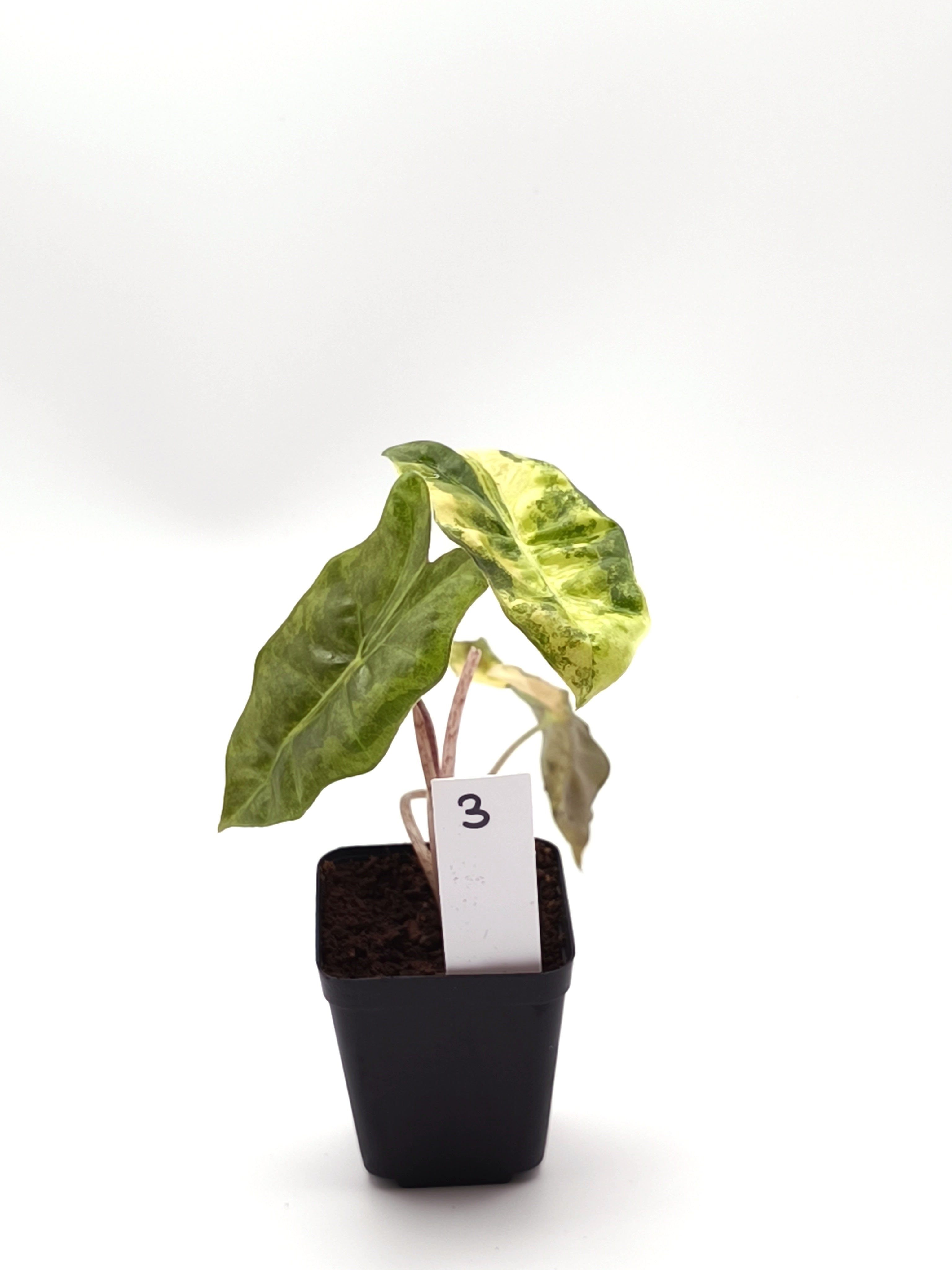 Alocasia Sanderiana Aurea Variegata