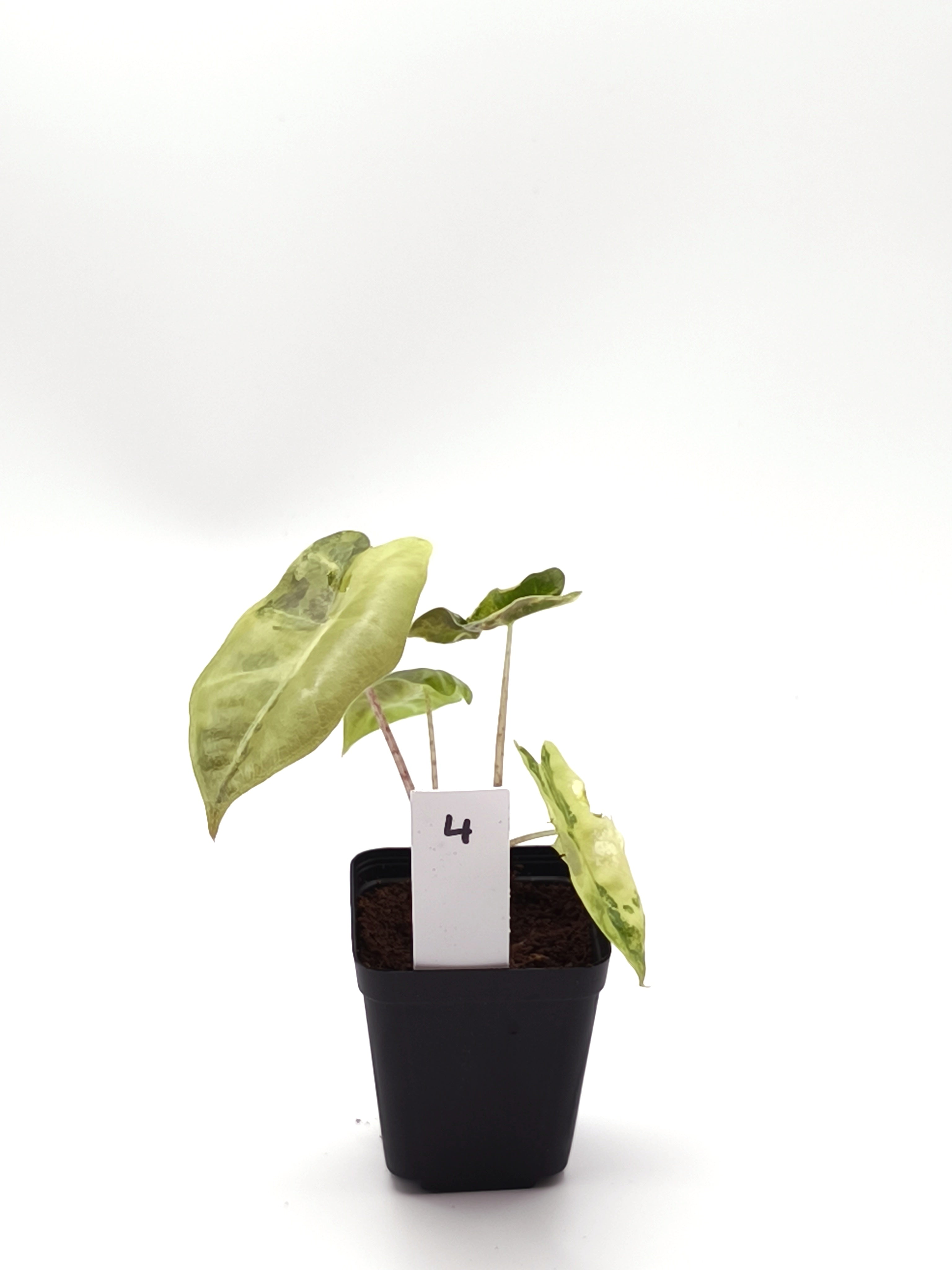 Alocasia Sanderiana Aurea Variegata