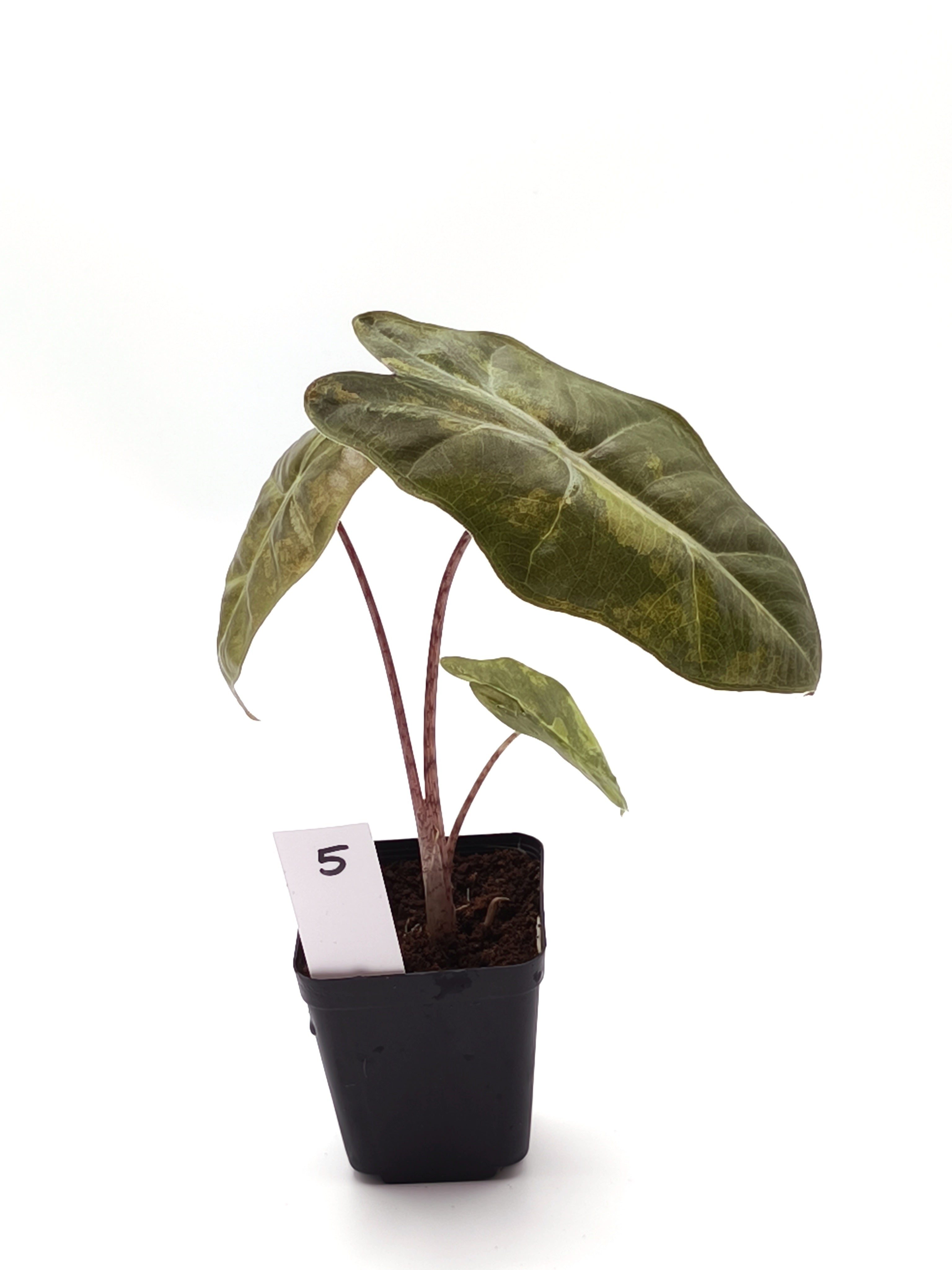 Alocasia Sanderiana Aurea Variegata