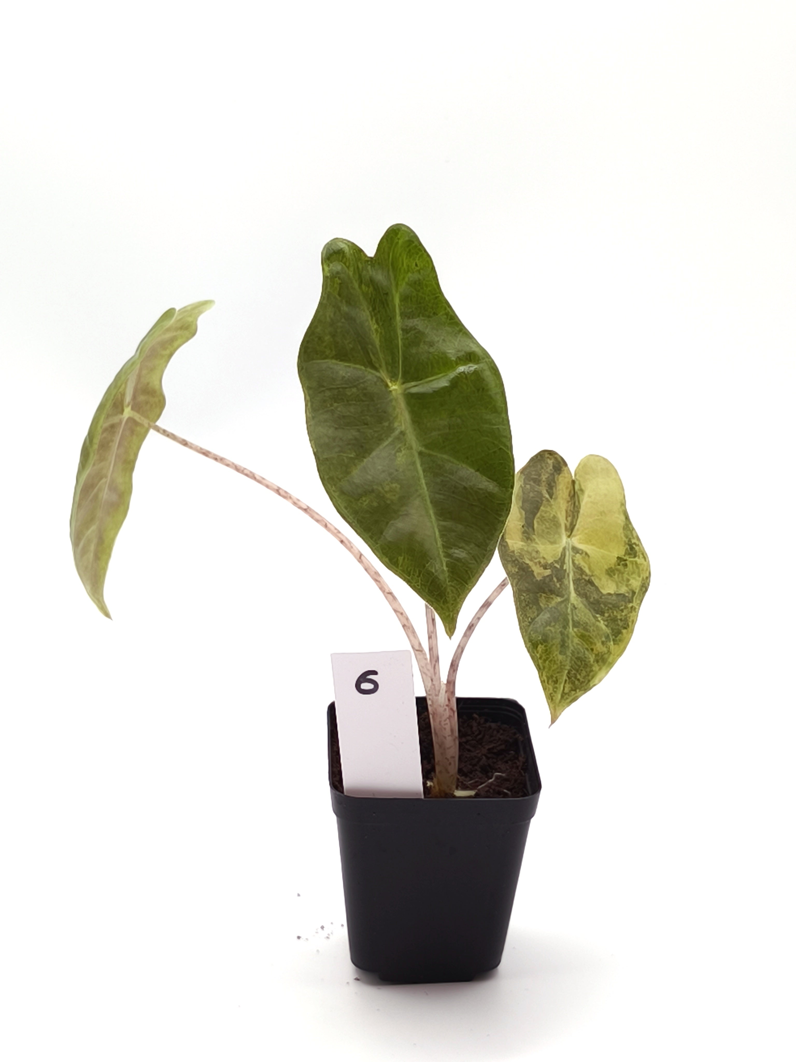 Alocasia Sanderiana Aurea Variegata