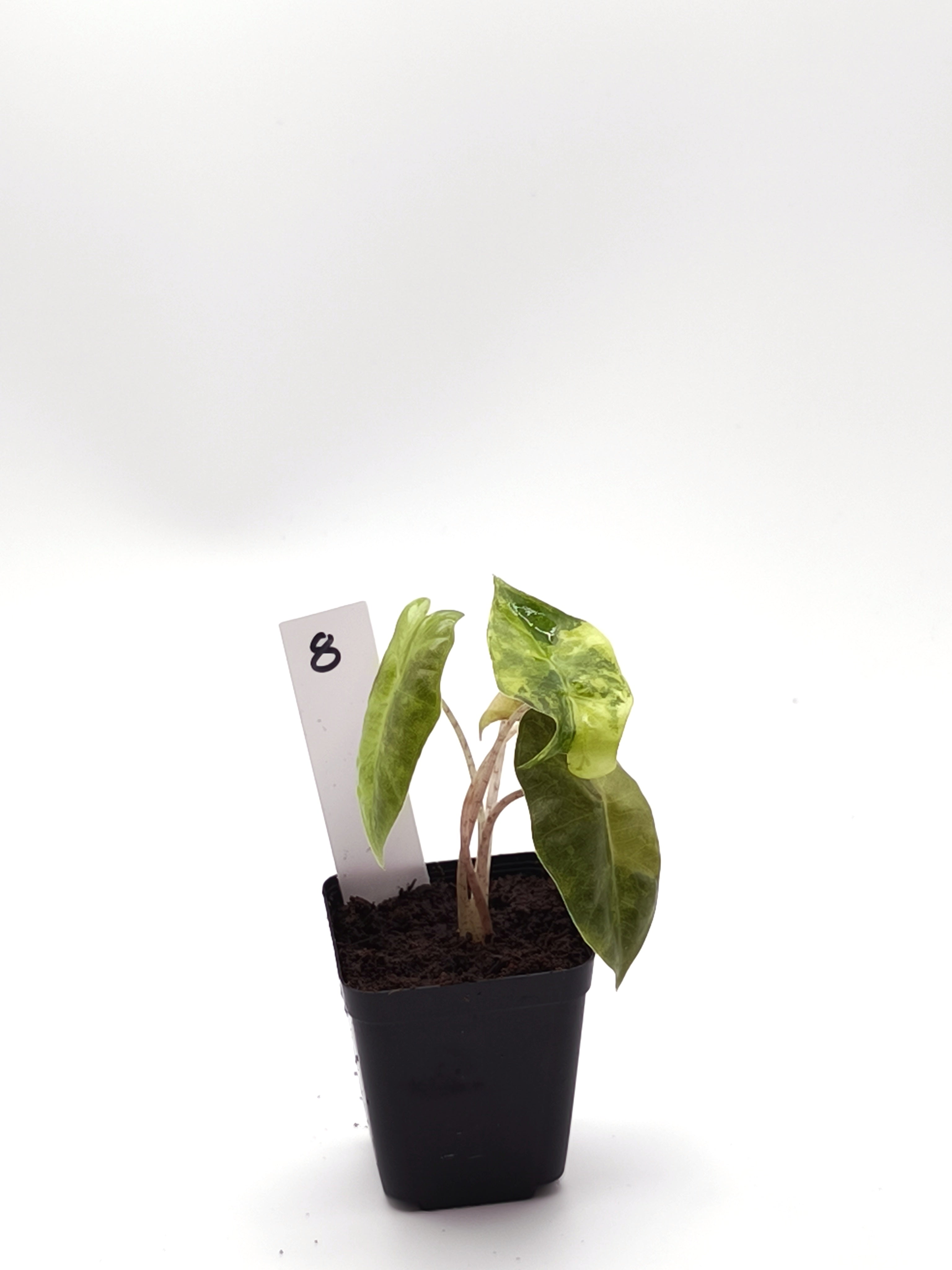 Alocasia Sanderiana Aurea Variegata
