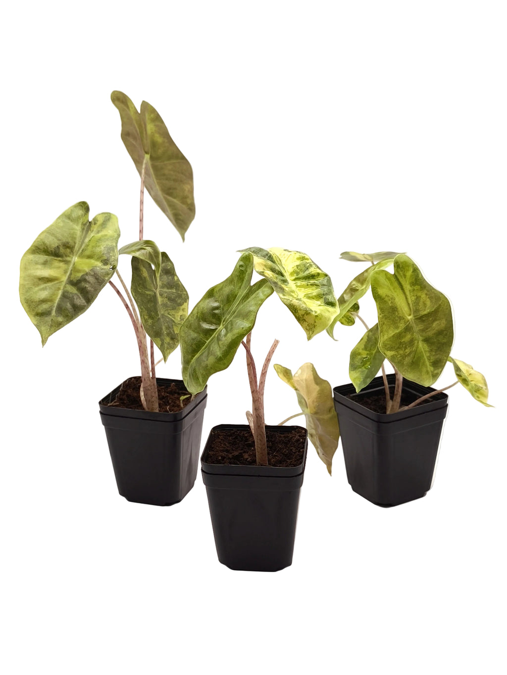 Alocasia Sanderiana Aurea Variegata