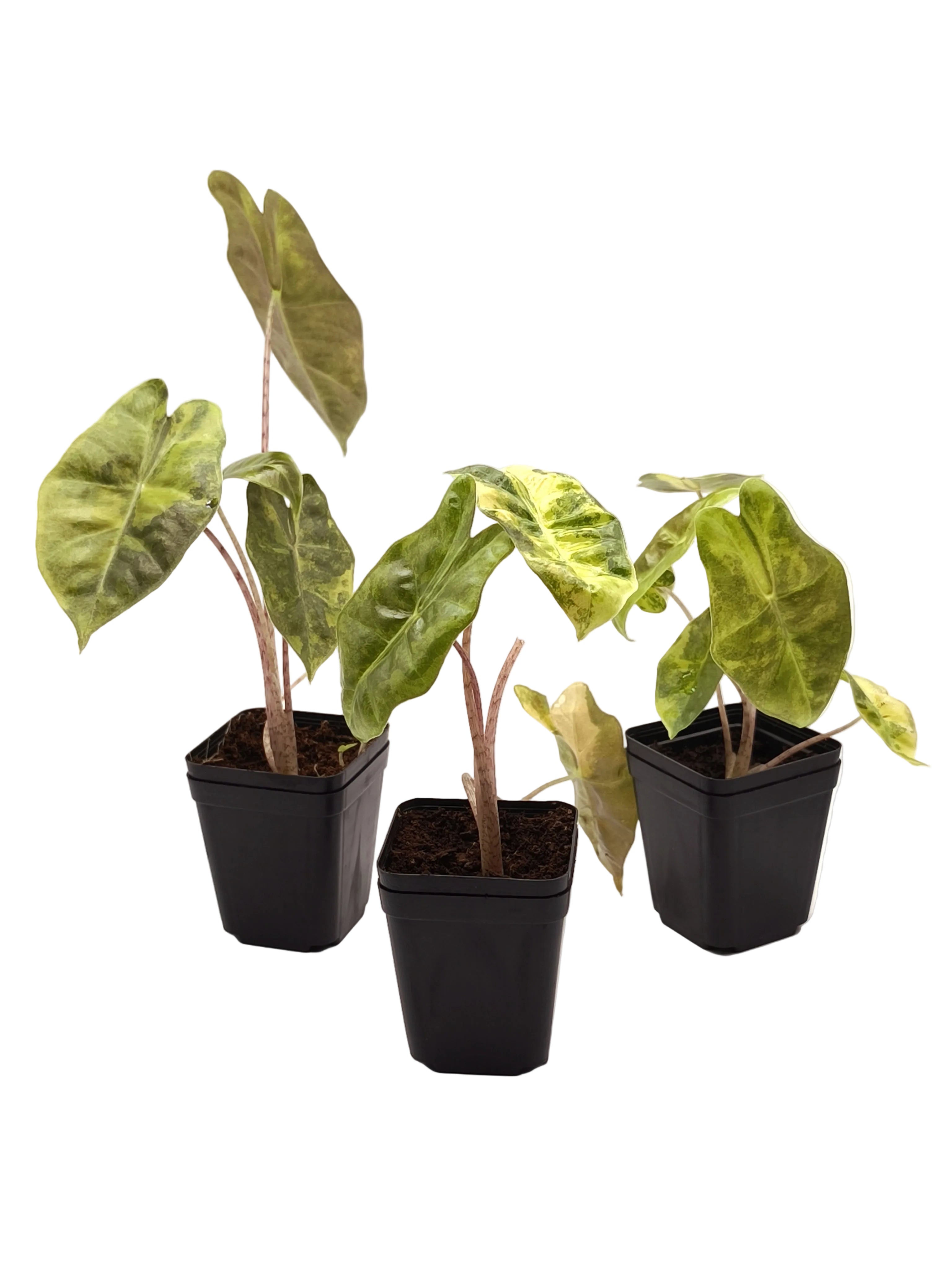 Alocasia Sanderiana Aurea Variegata