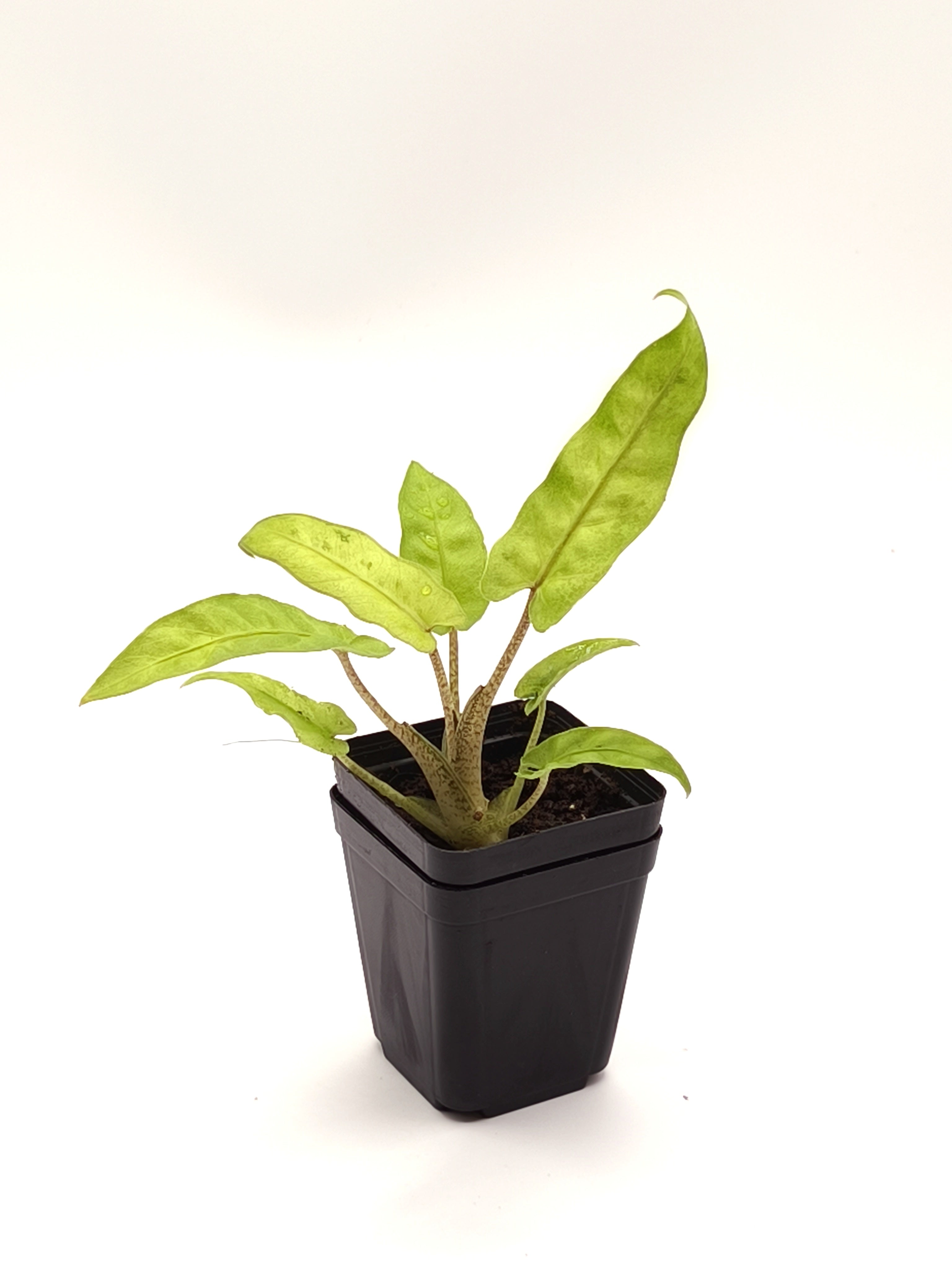 Alocasia Lauterbachiana Mint Variegata
