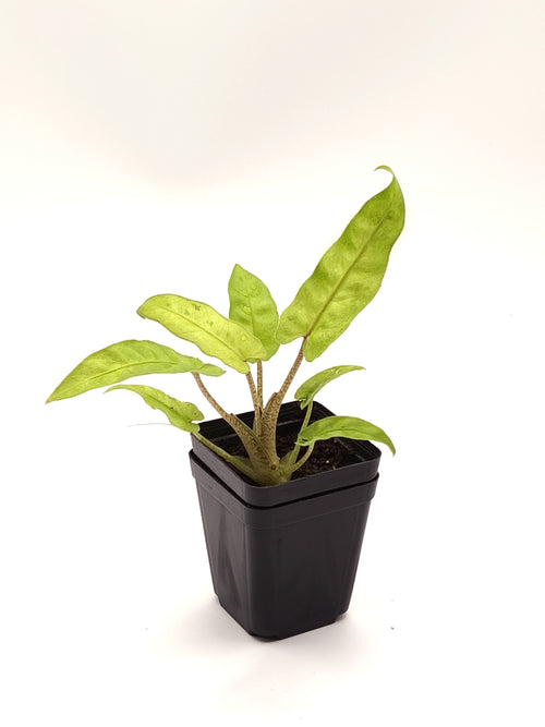Alocasia Lauterbachiana Mint Variegata